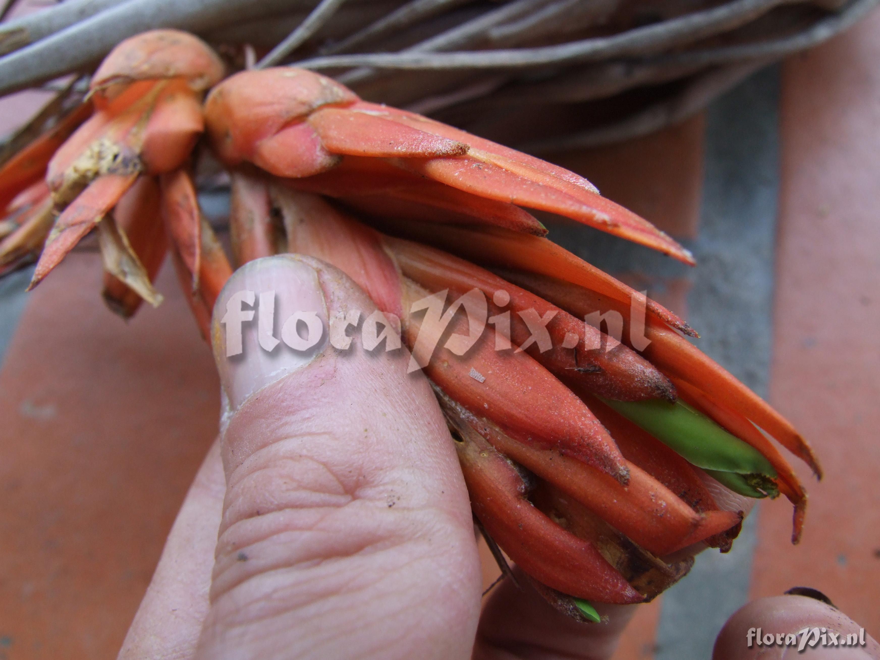 Tillandsia hansonii