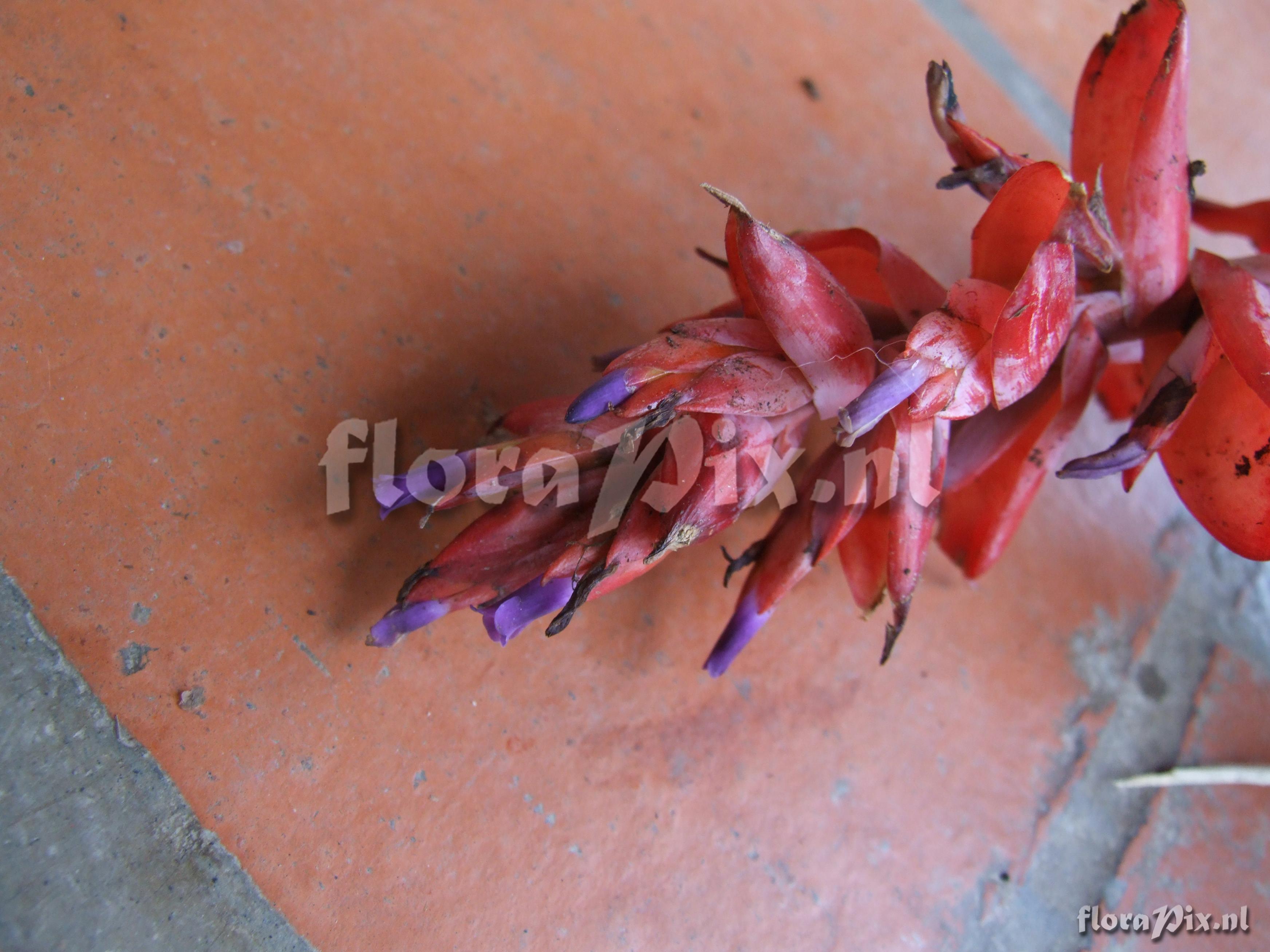 Tillandsia humboldtii