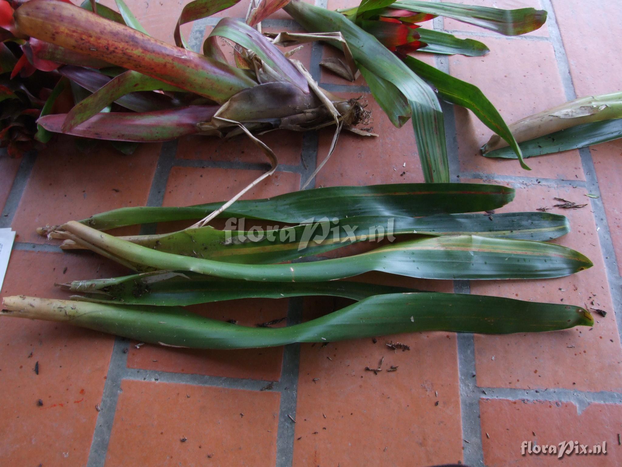 Guzmania gloriosa (Andr) Andr ex Mez