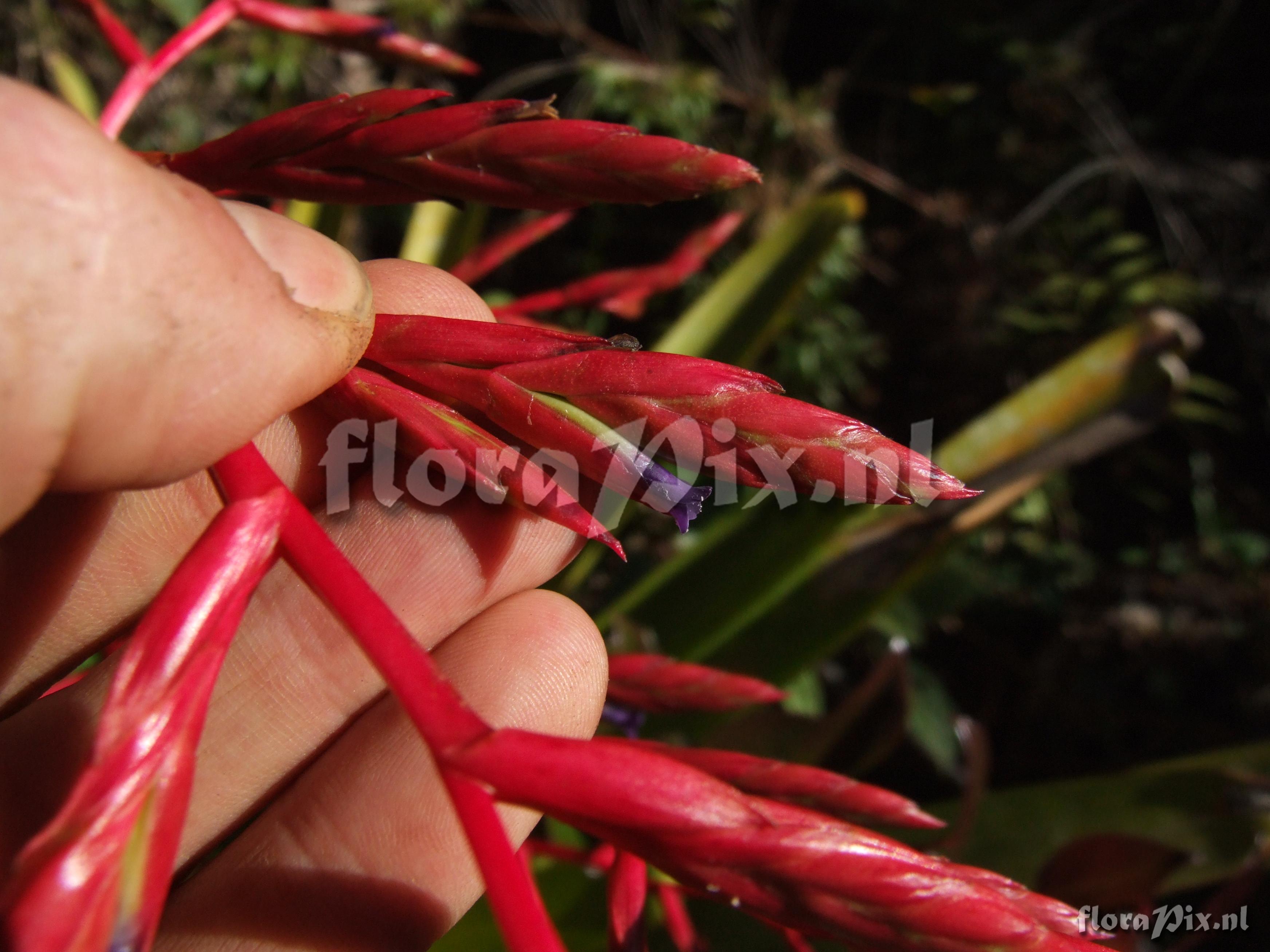 Tillandsia tovariensis 