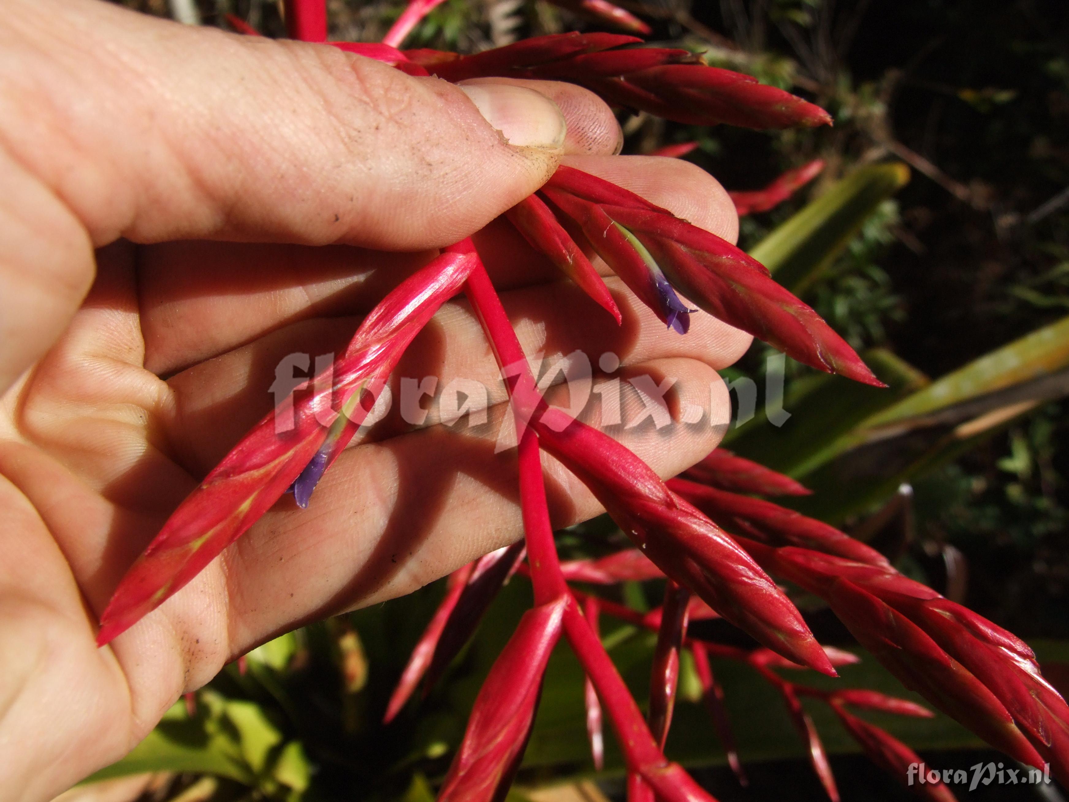 Tillandsia tovariensis 