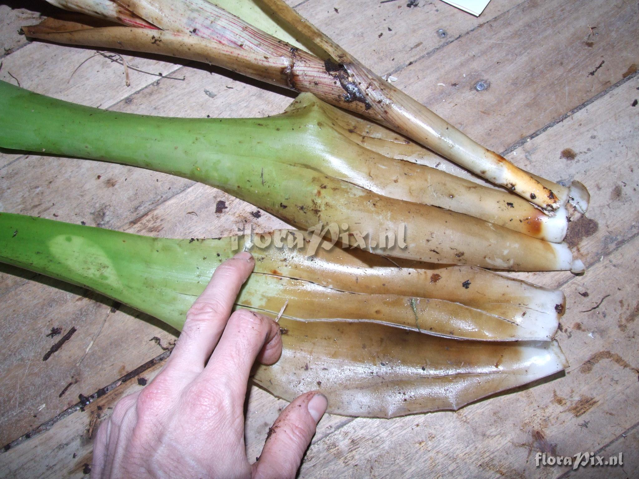 Mezobromelia cf. capituligera 