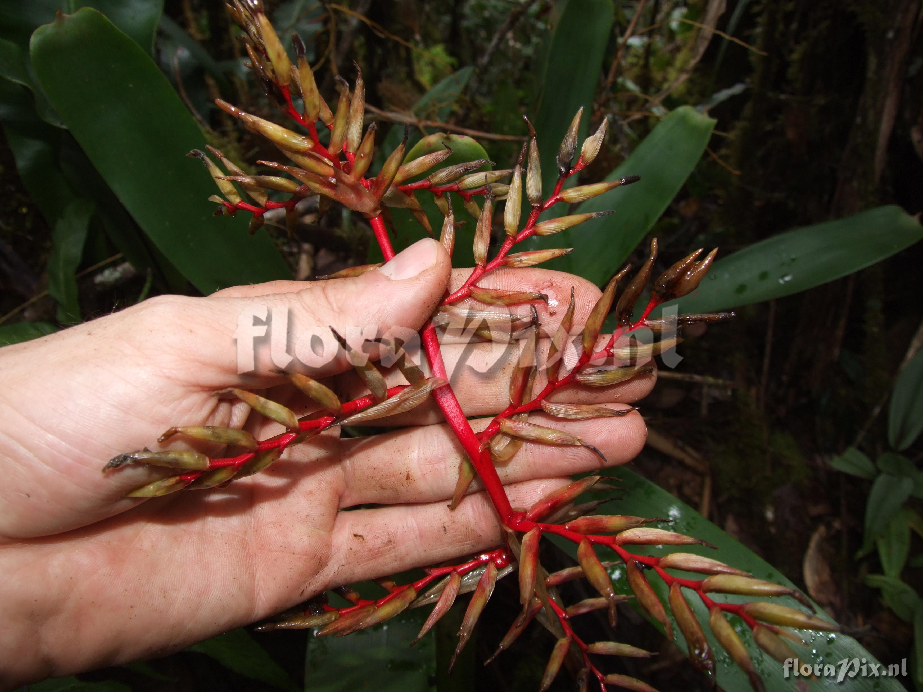 Tillandsia asplundii L.B. Sm.