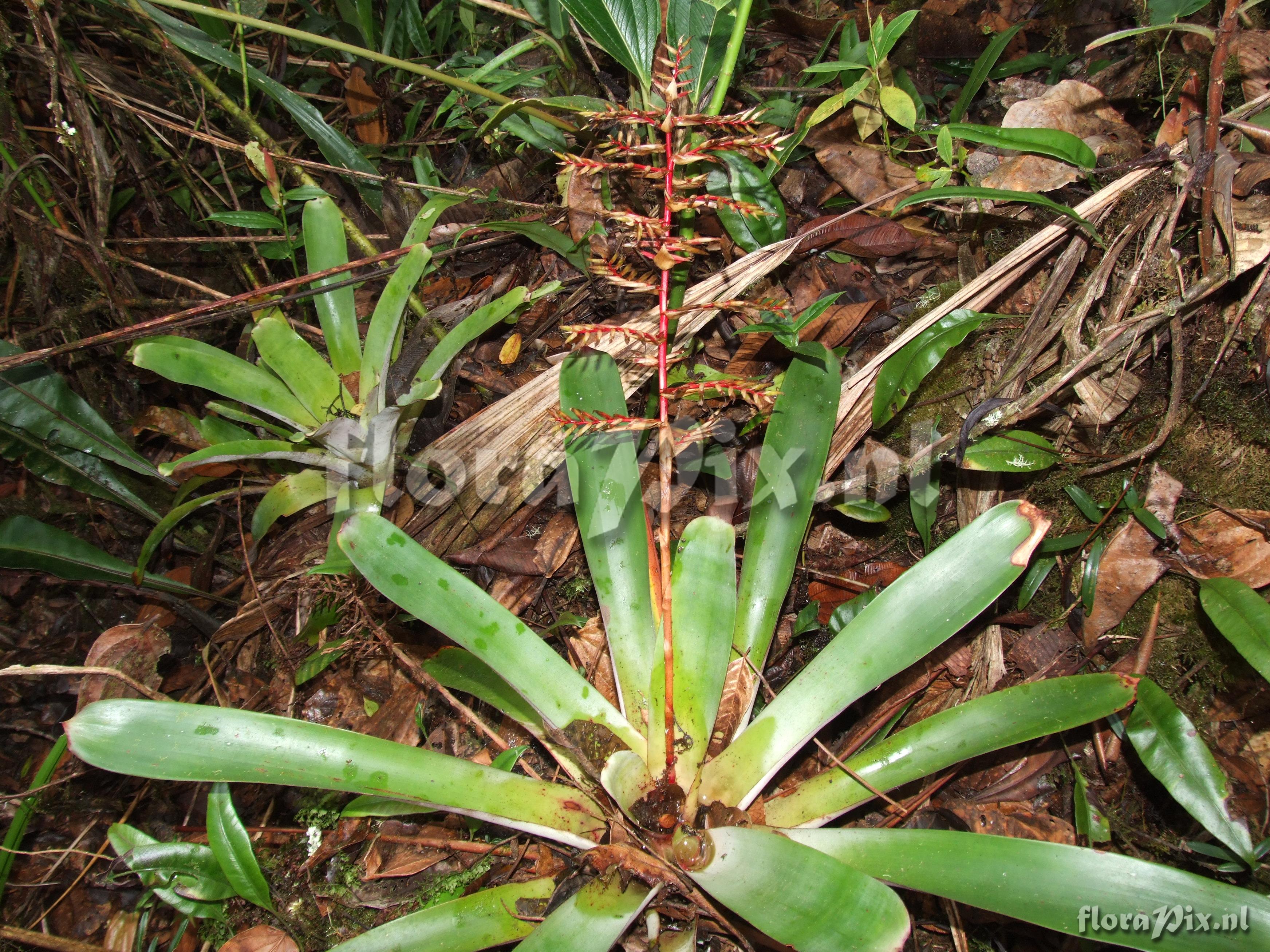 Tillandsia asplundii L.B. Sm.