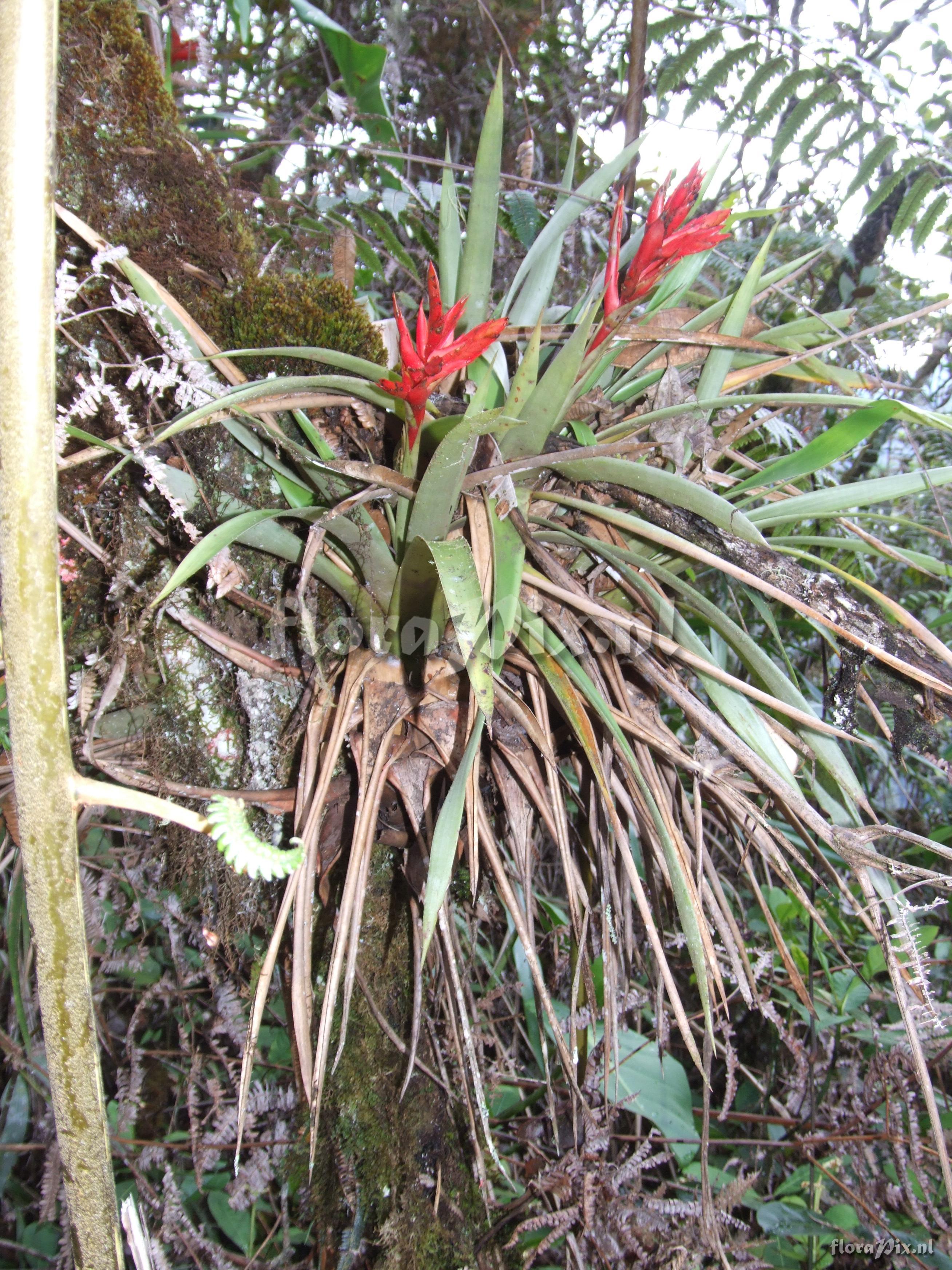 Tillandsia confinis