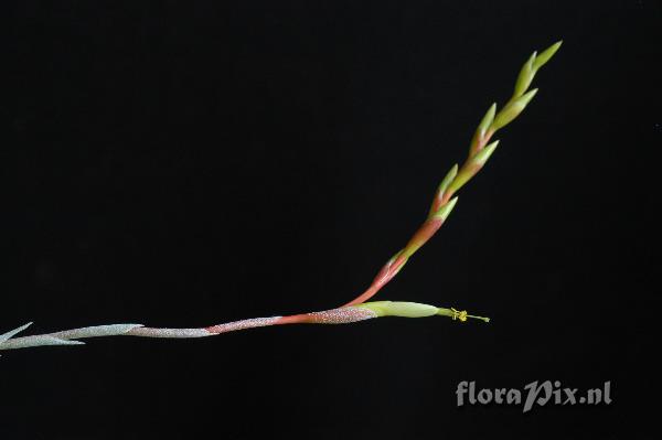 Tillandsia albida