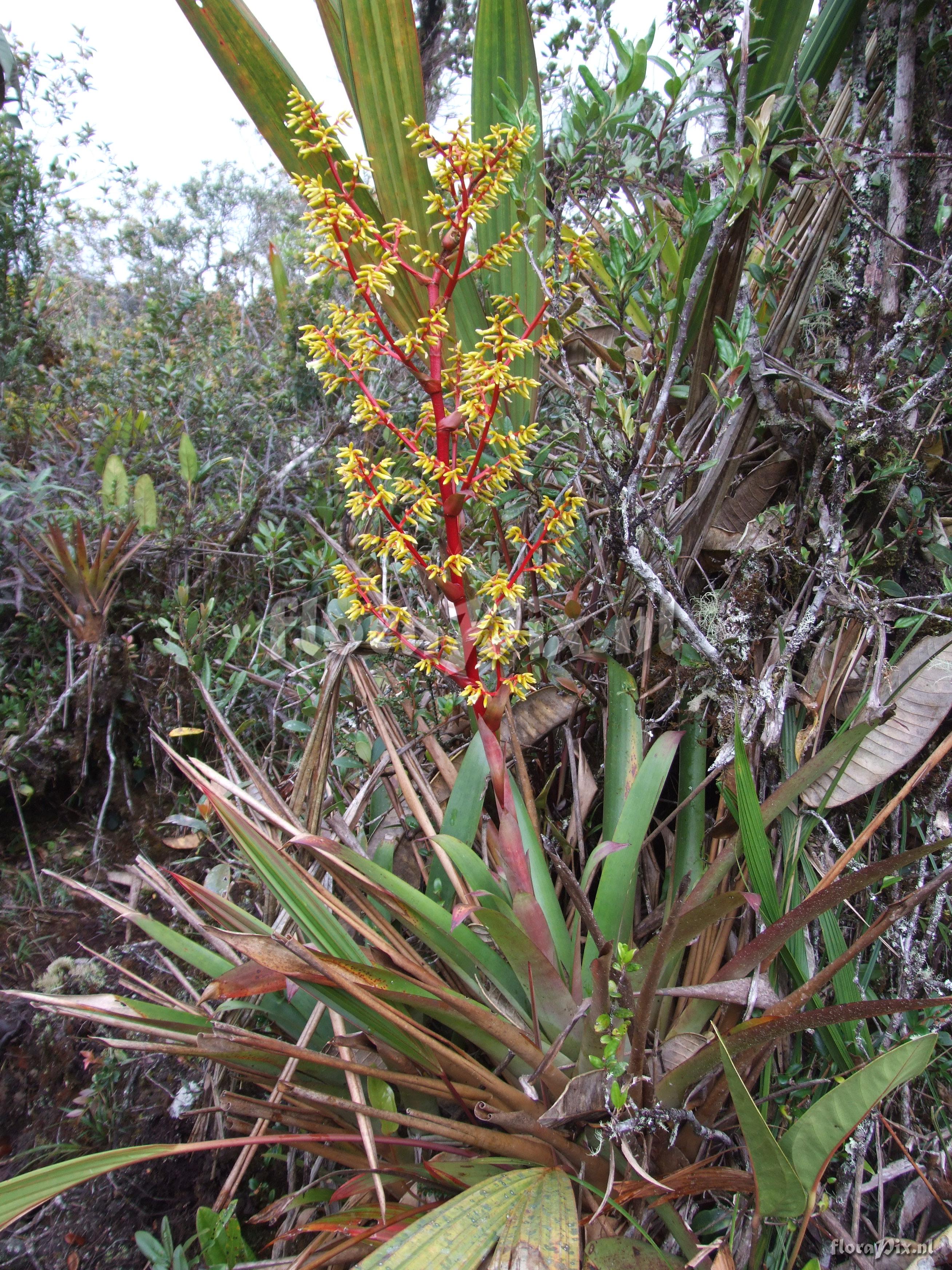 Guzmania cf. diffusa L.B. Sm.