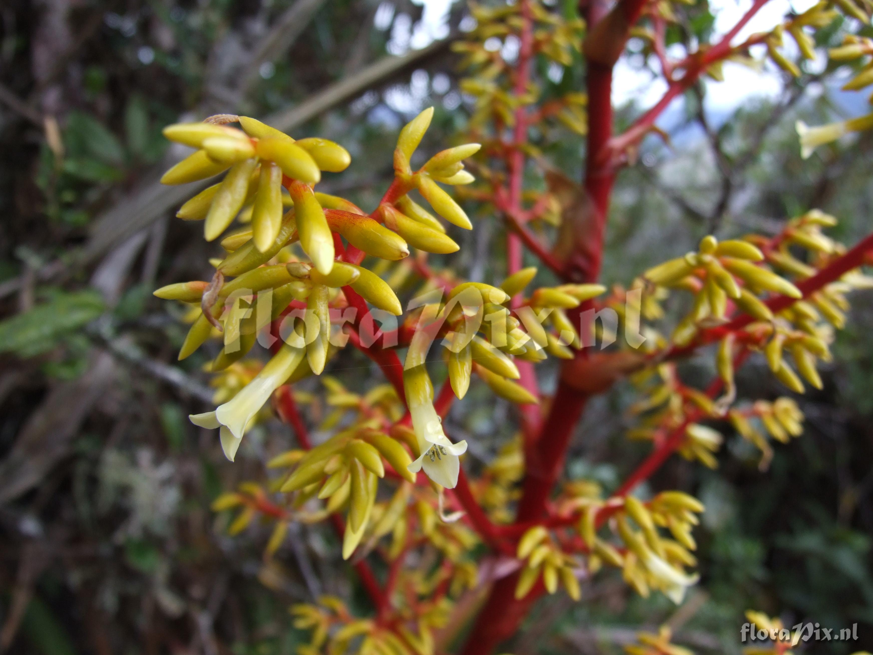 Guzmania cf. diffusa L.B. Sm.