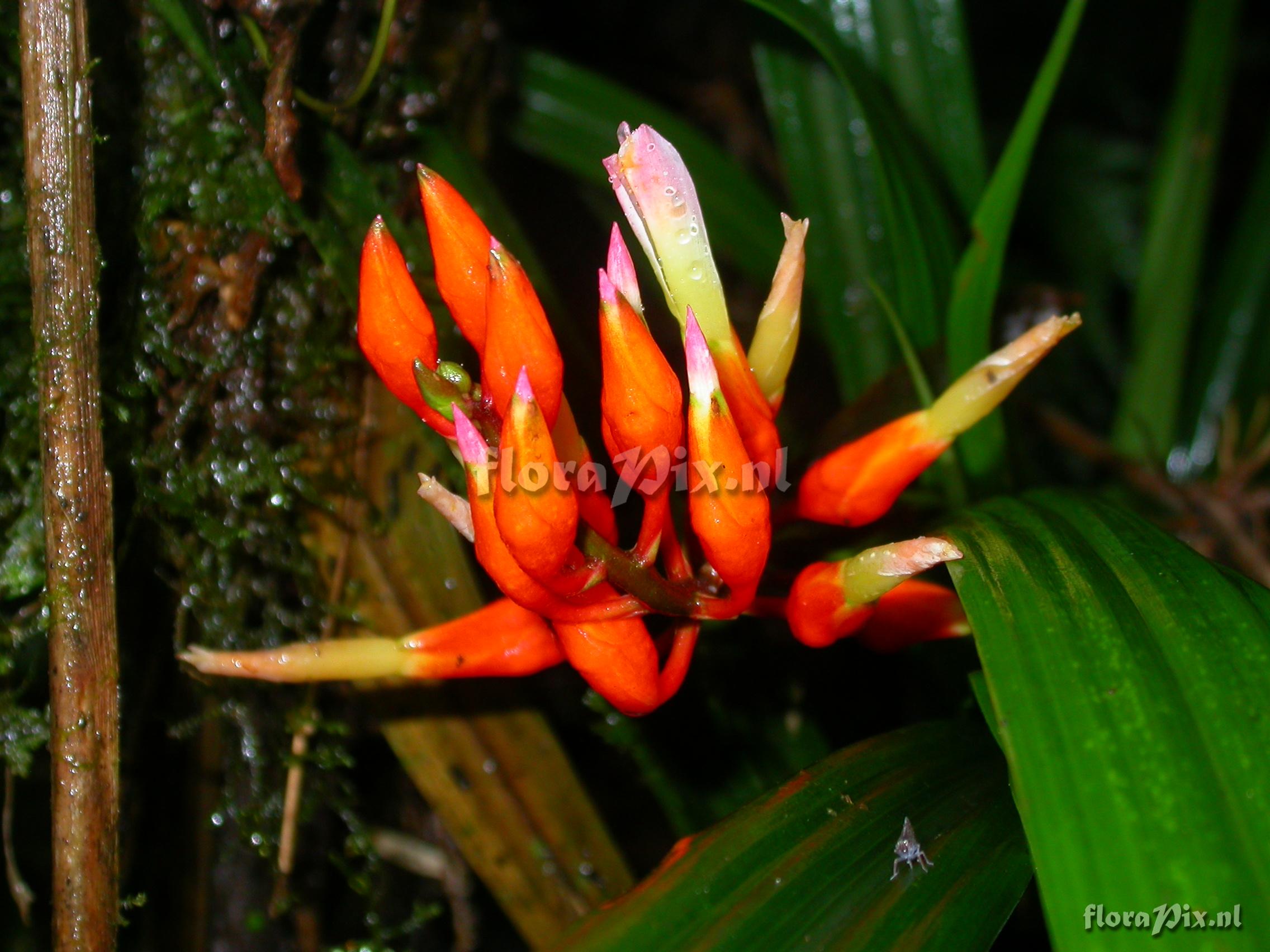 Pitcairnia cf. hiertzii 