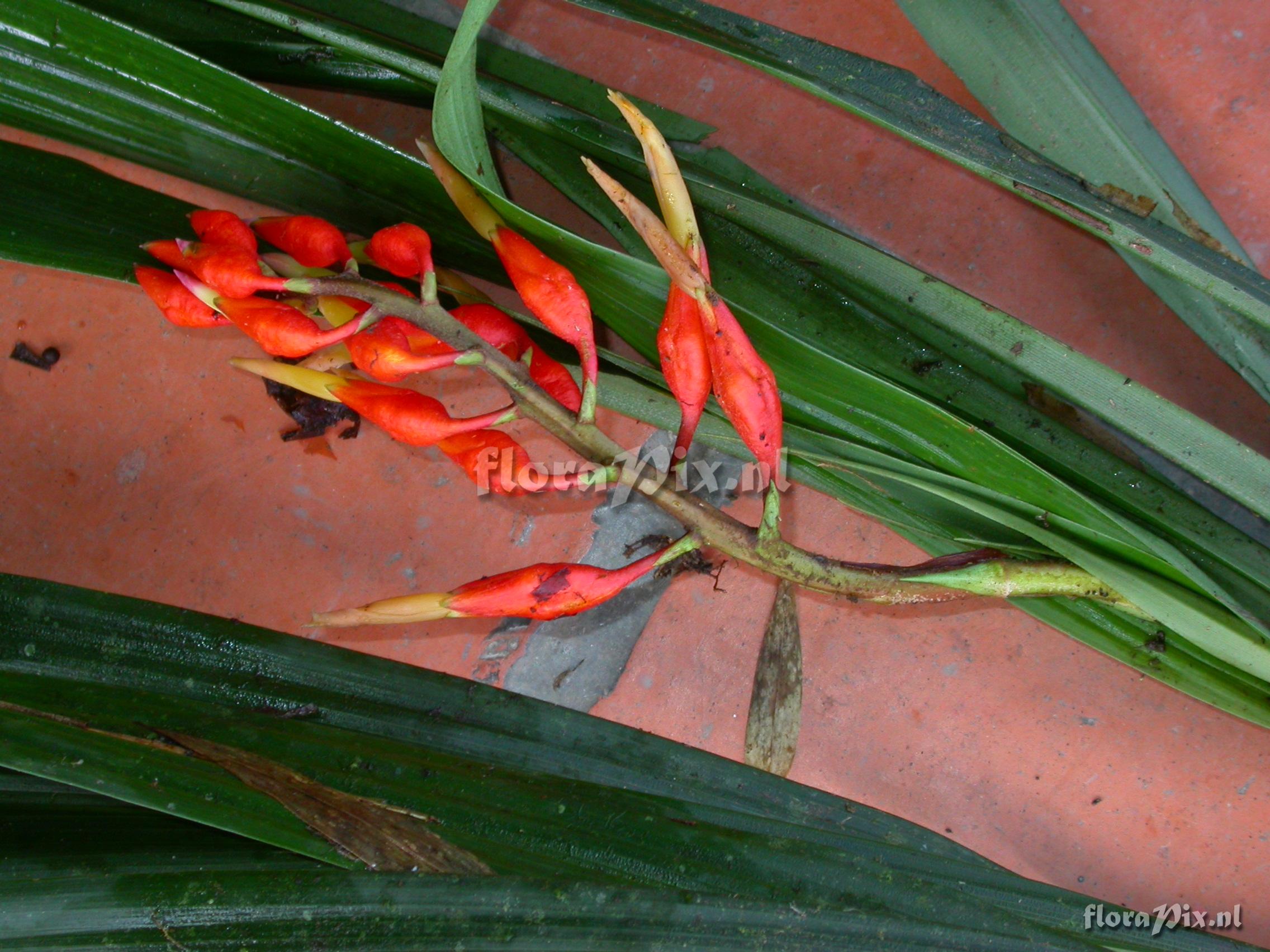 Pitcairnia cf. hiertzii 