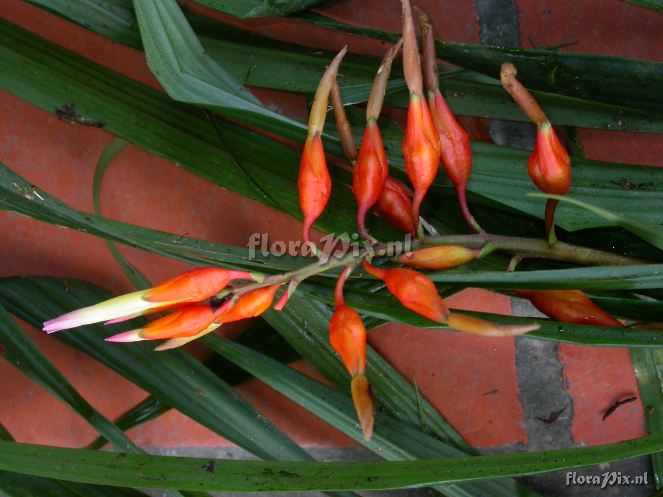 Pitcairnia cf. hiertzii 