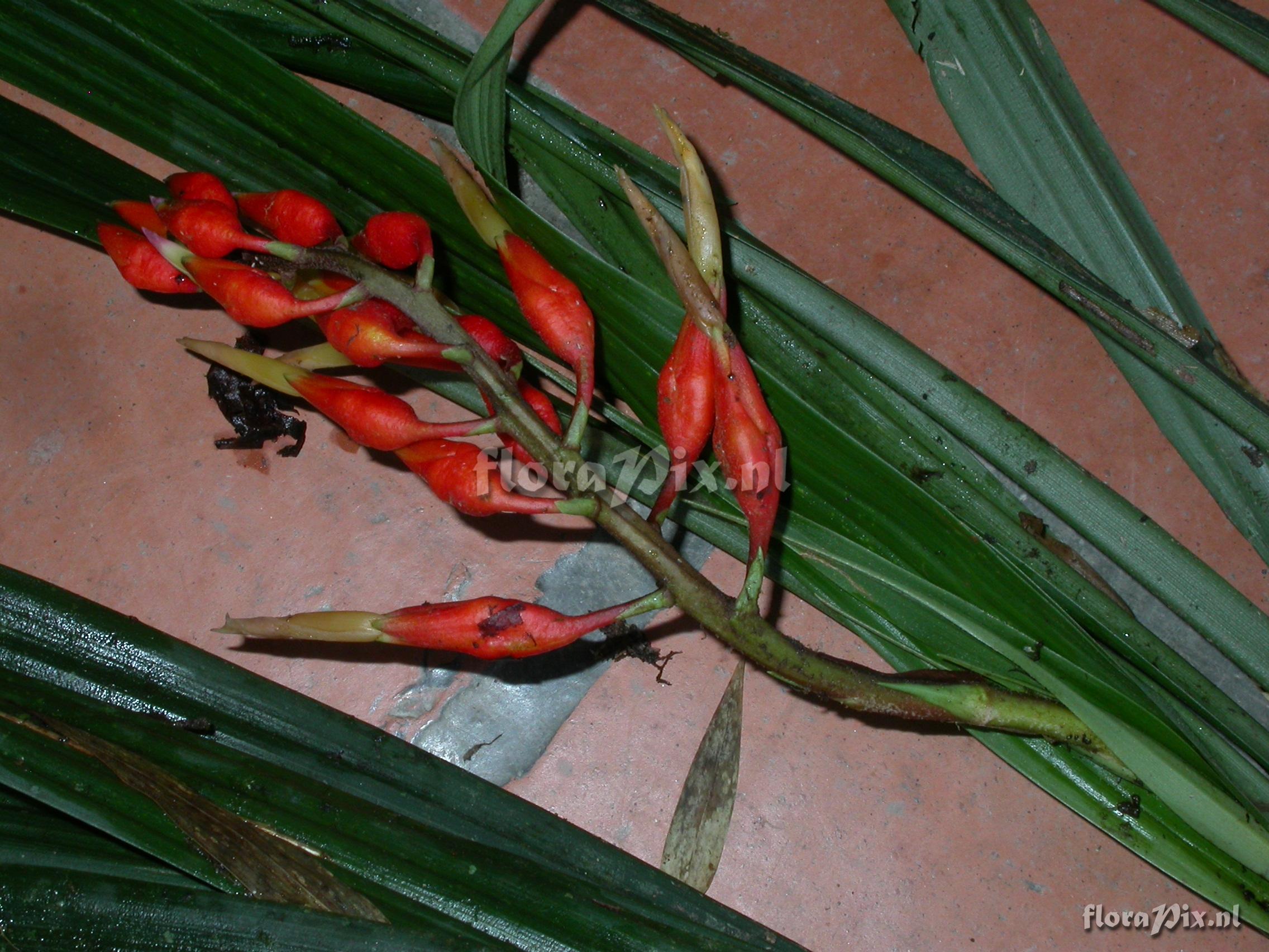 Pitcairnia cf. hiertzii 