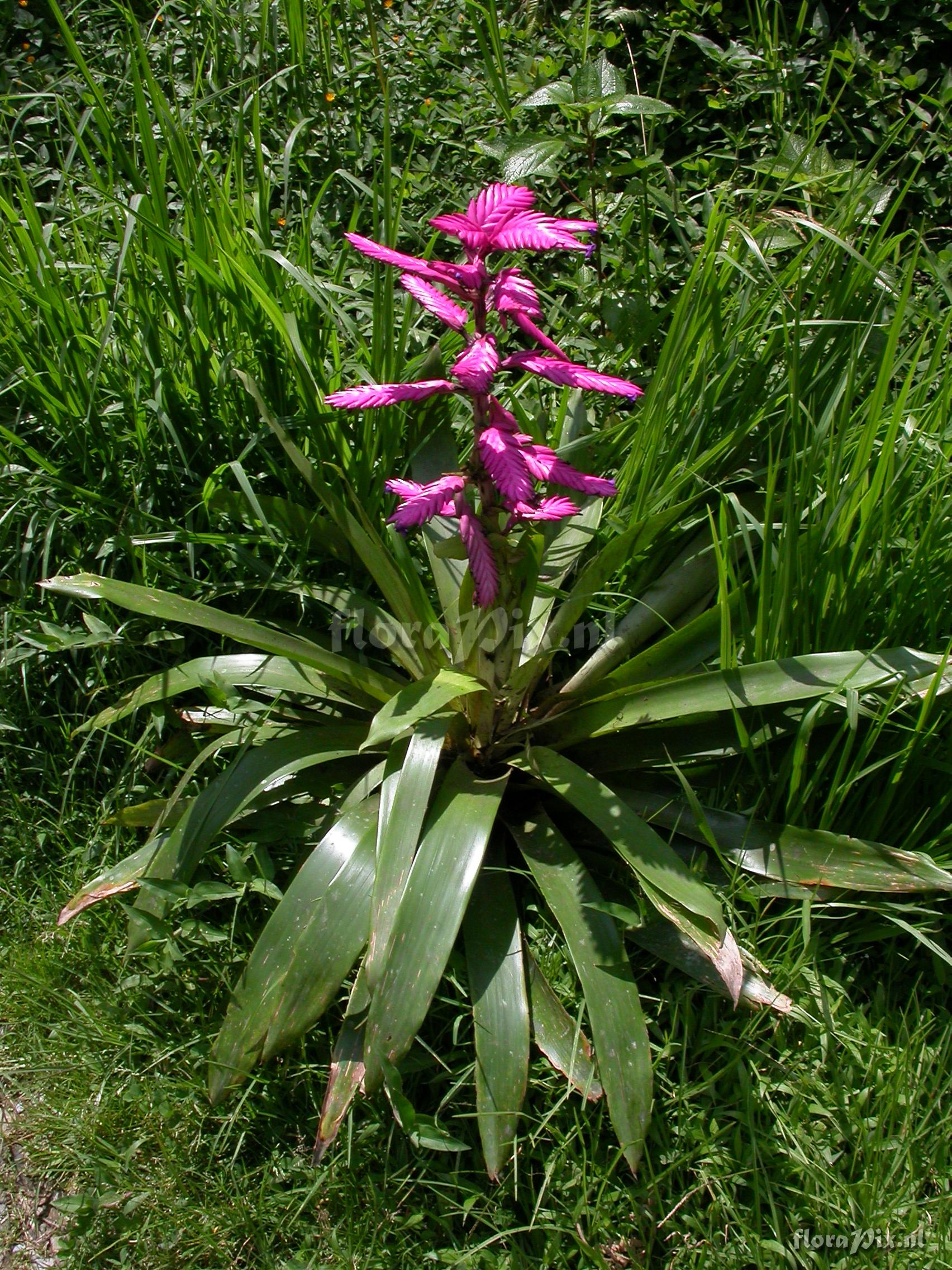 Tillandsia platyrhachis 