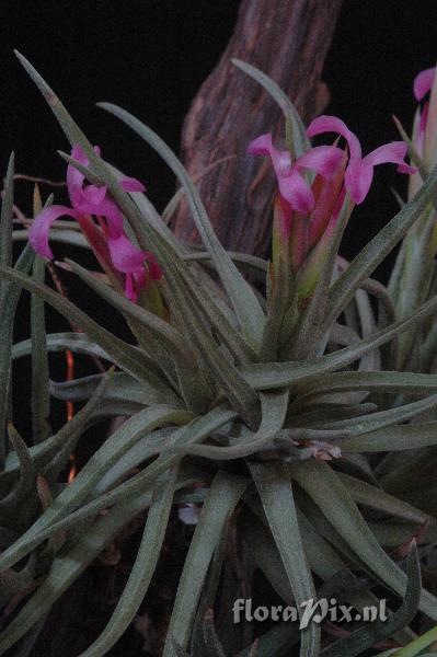 Tillandsia 