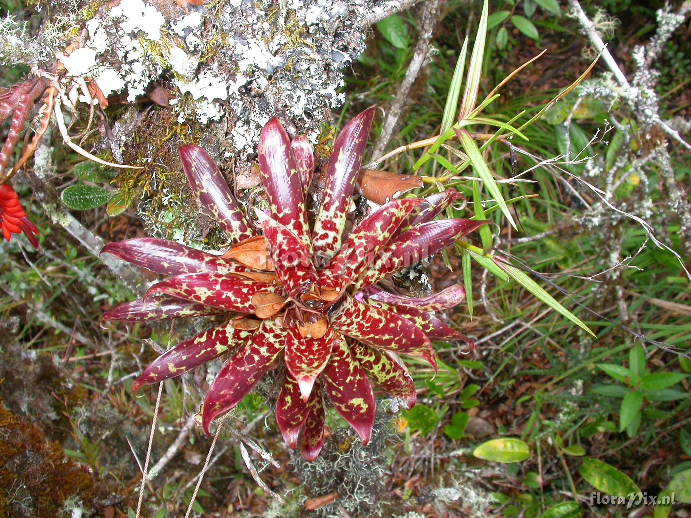 Tillandsia biflora