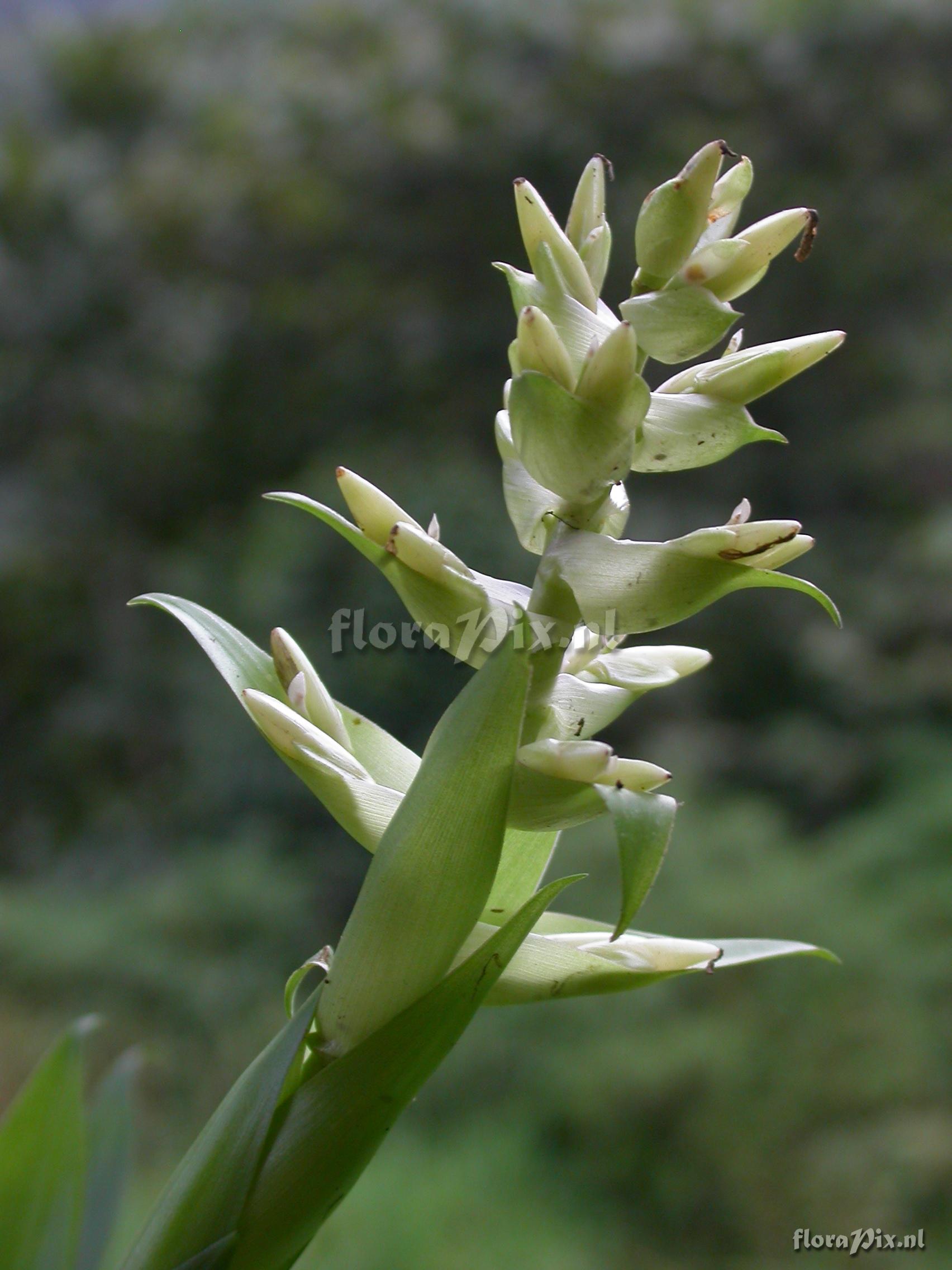 Tillandsia biflora R. & P.