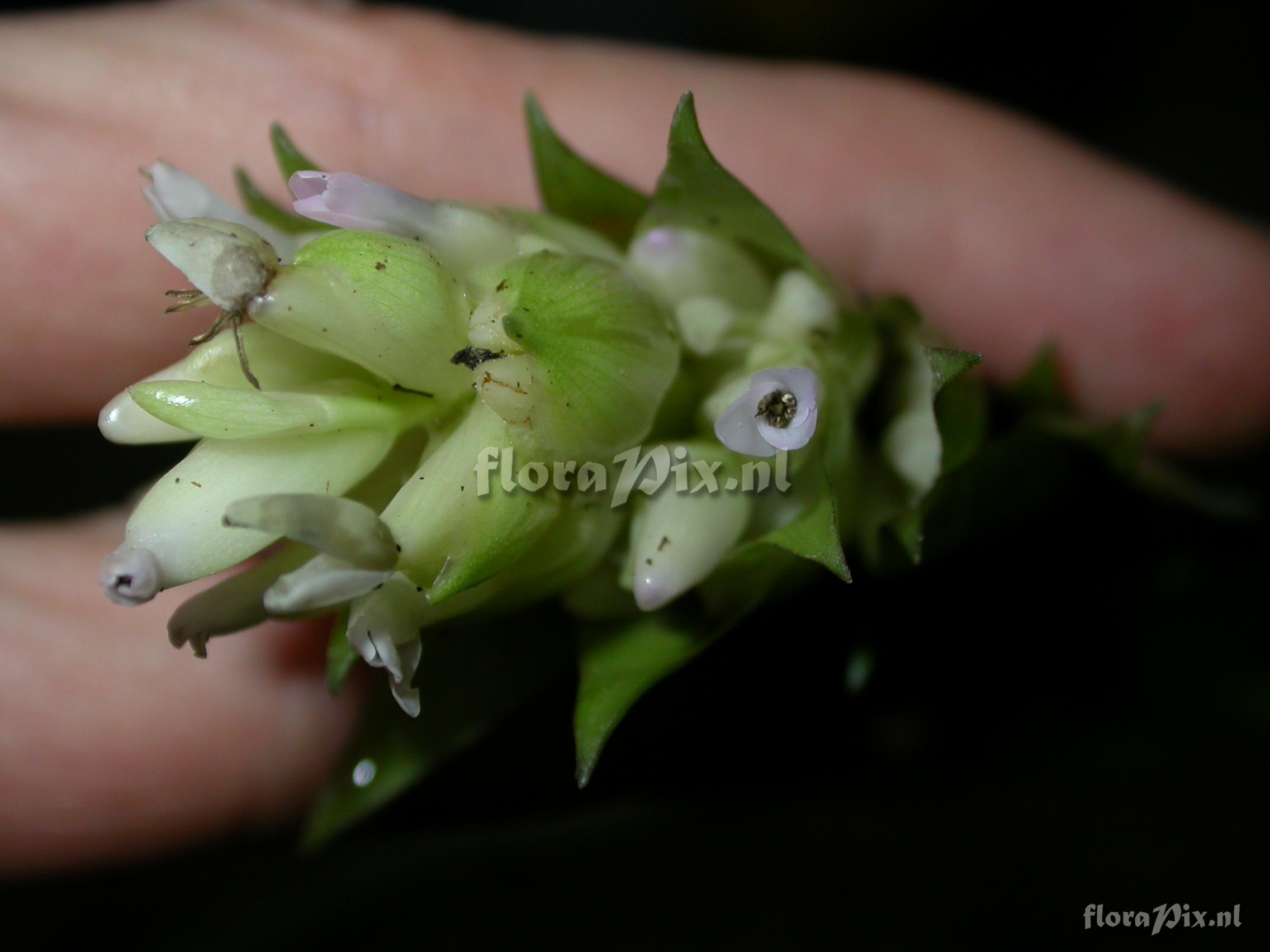 Tillandsia biflora R. & P.