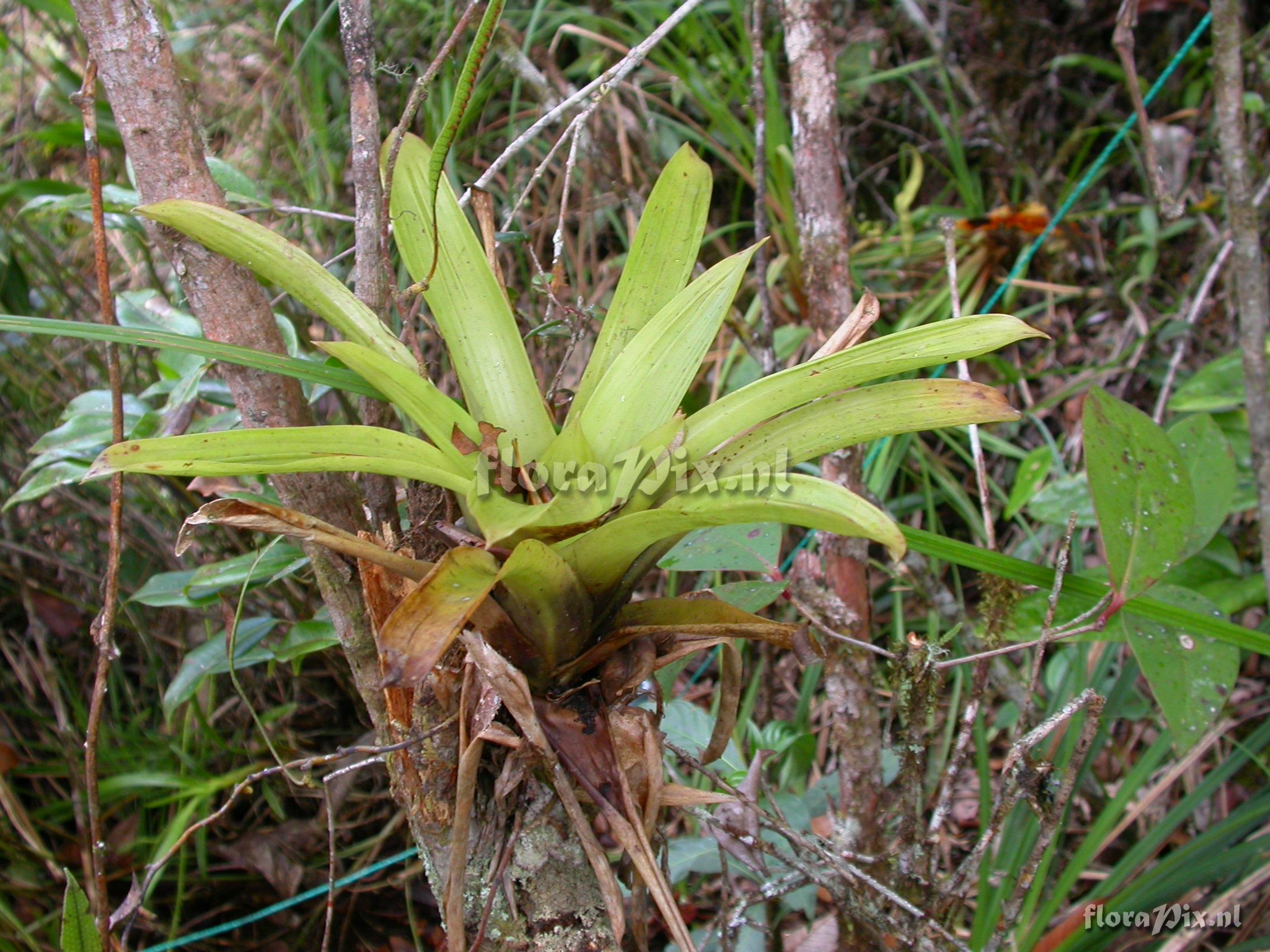 Tillandsia cf. tovariensis 