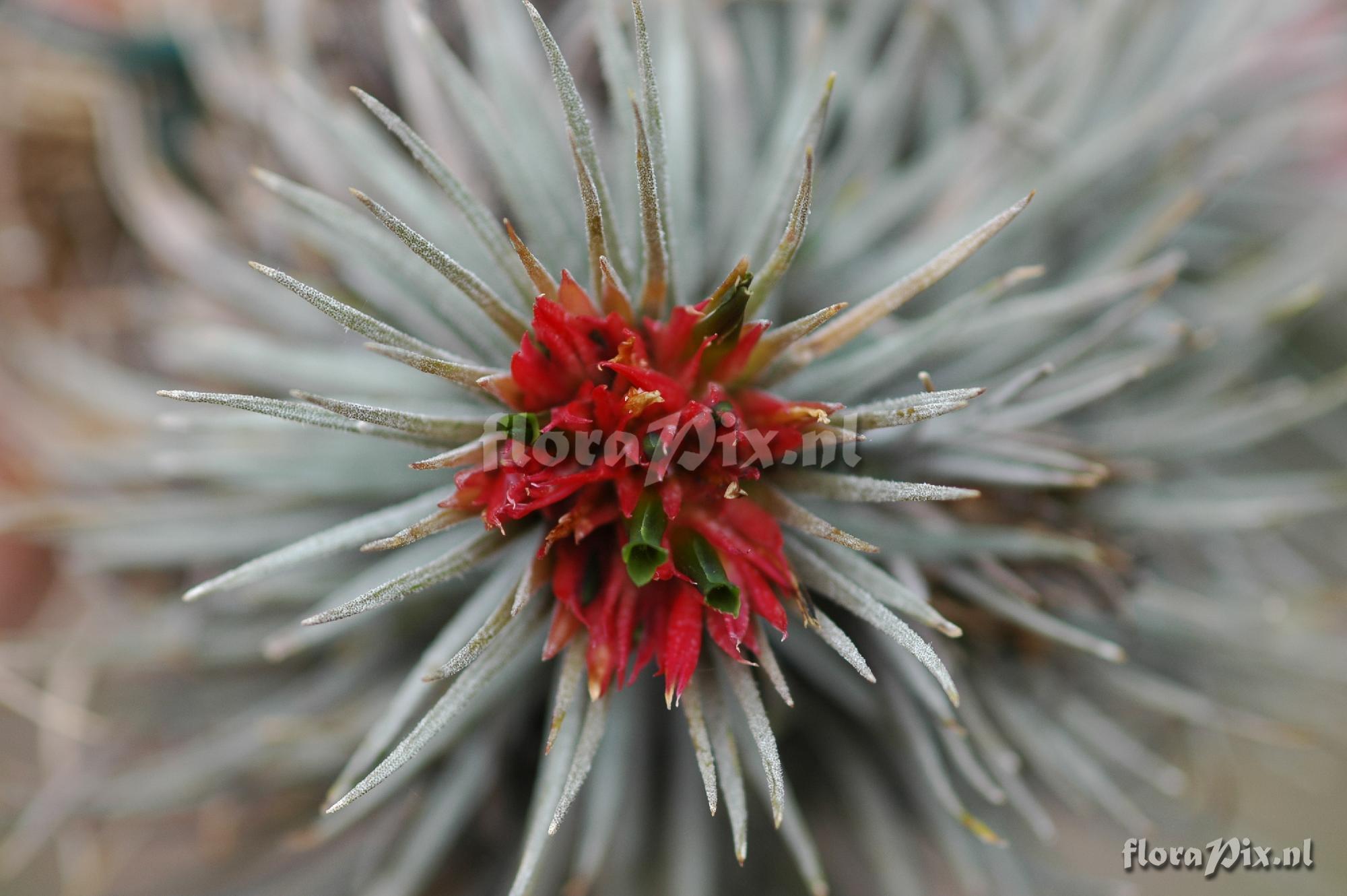 Tillandsia atroviridipetala