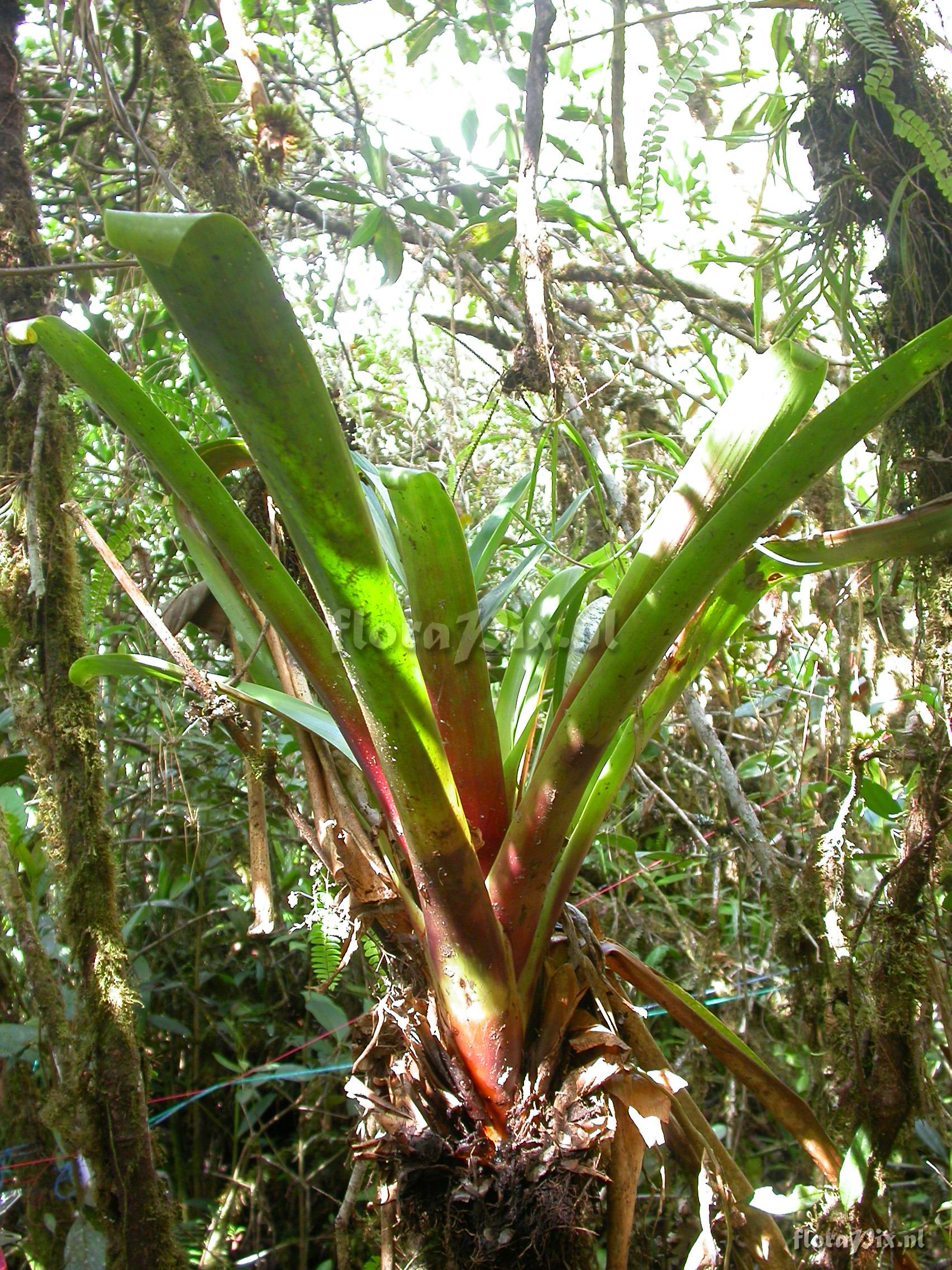 Guzmania  