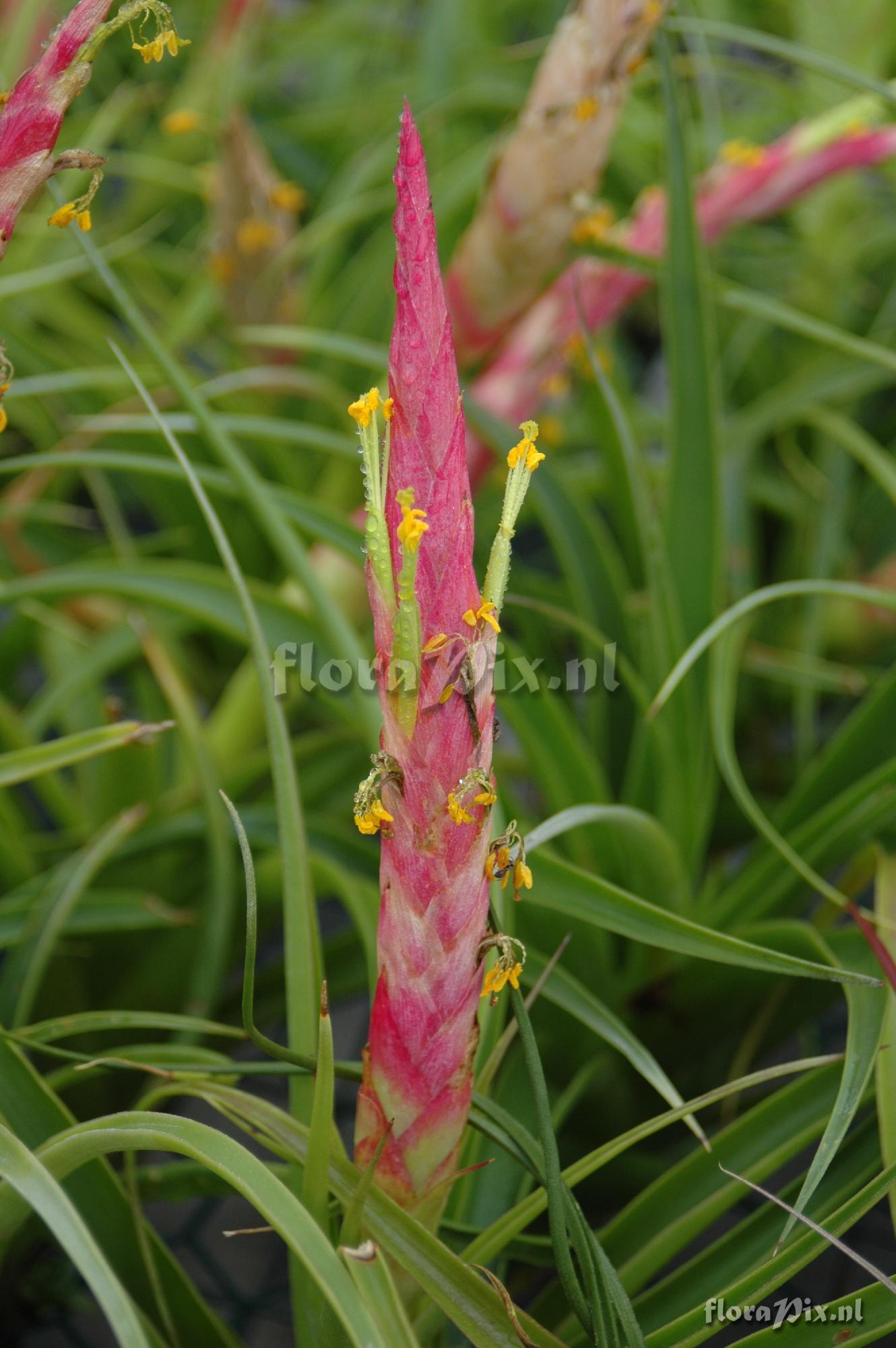 Tillandsia achyrostachys