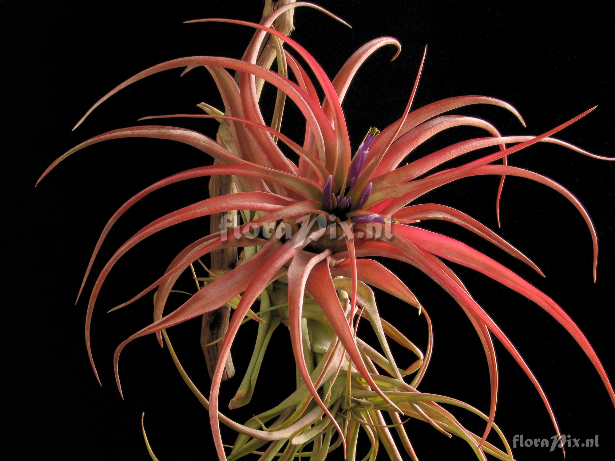 Tillandsia abdita