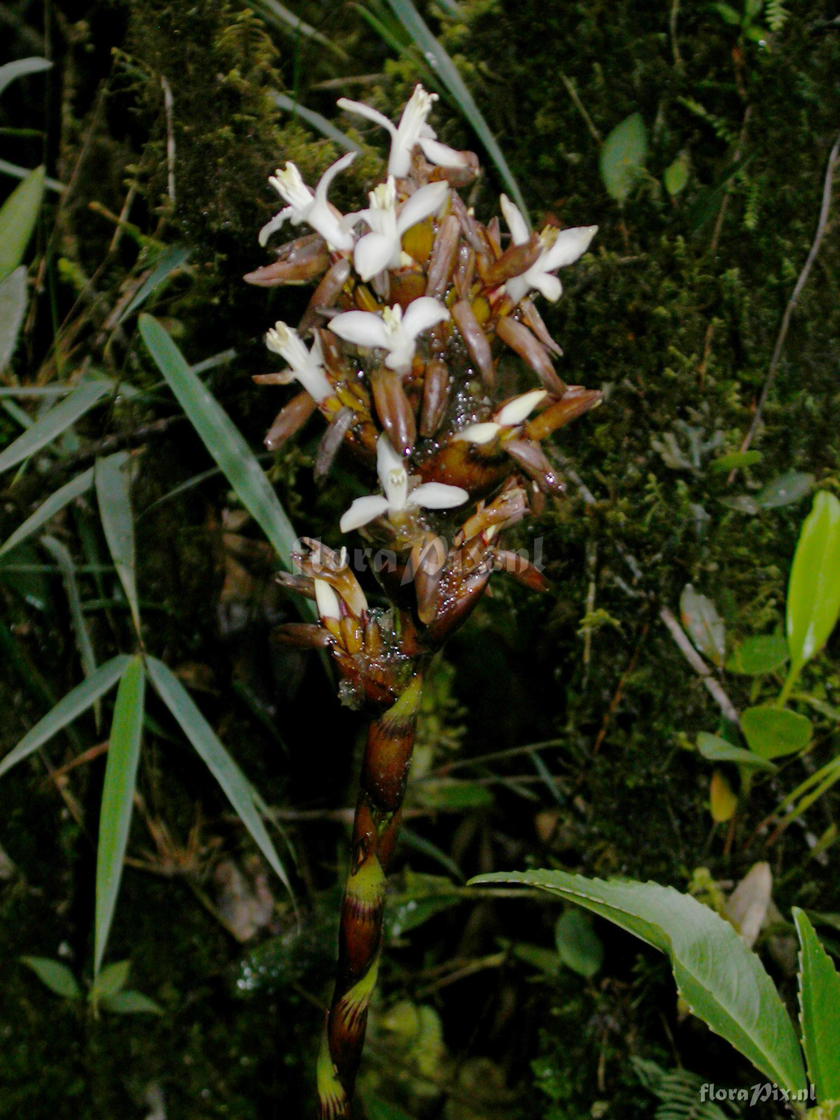 Guzmania sp. nov. 