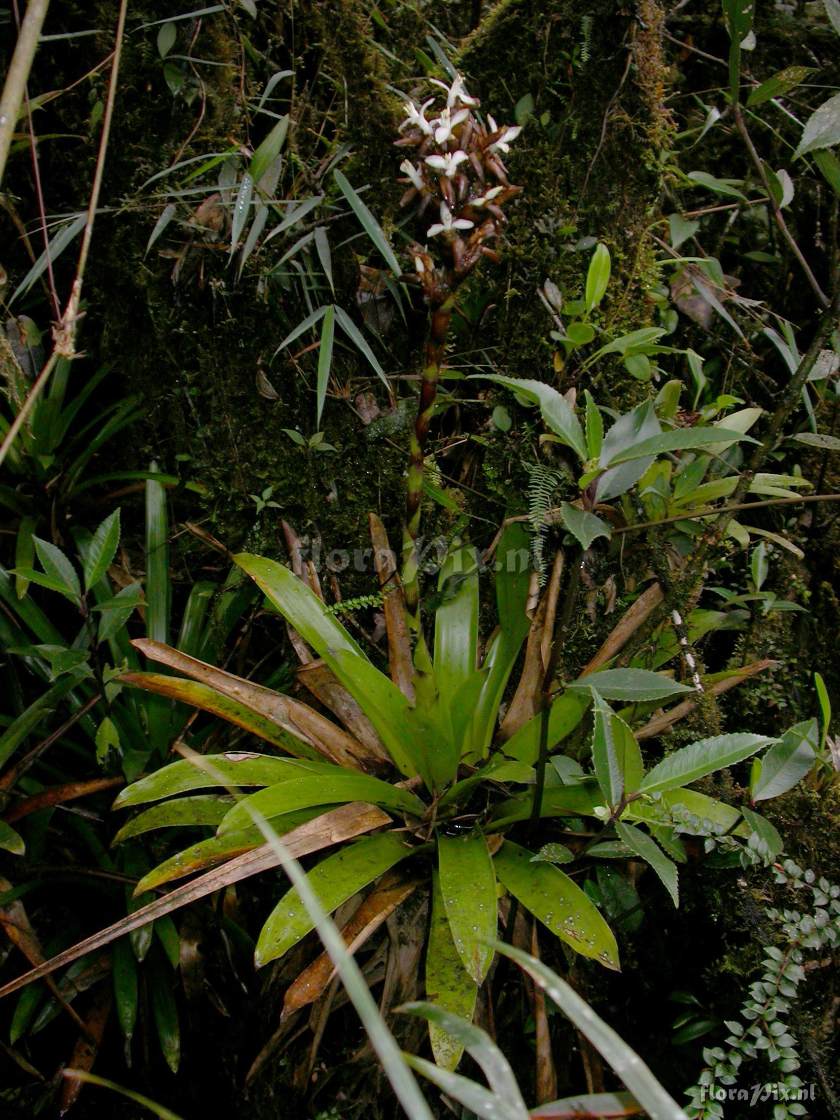 Guzmania sp. nov. 