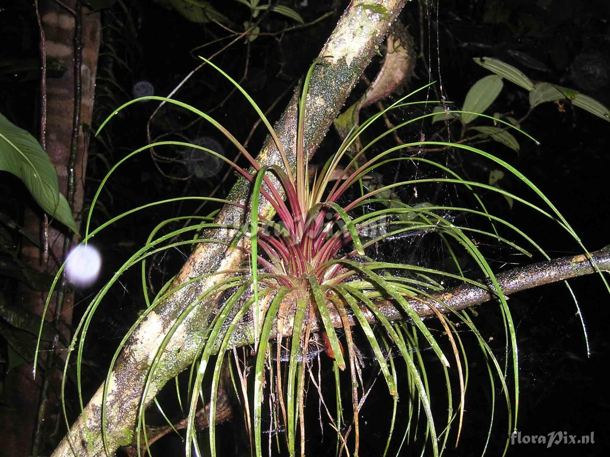 Tillandsia anceps