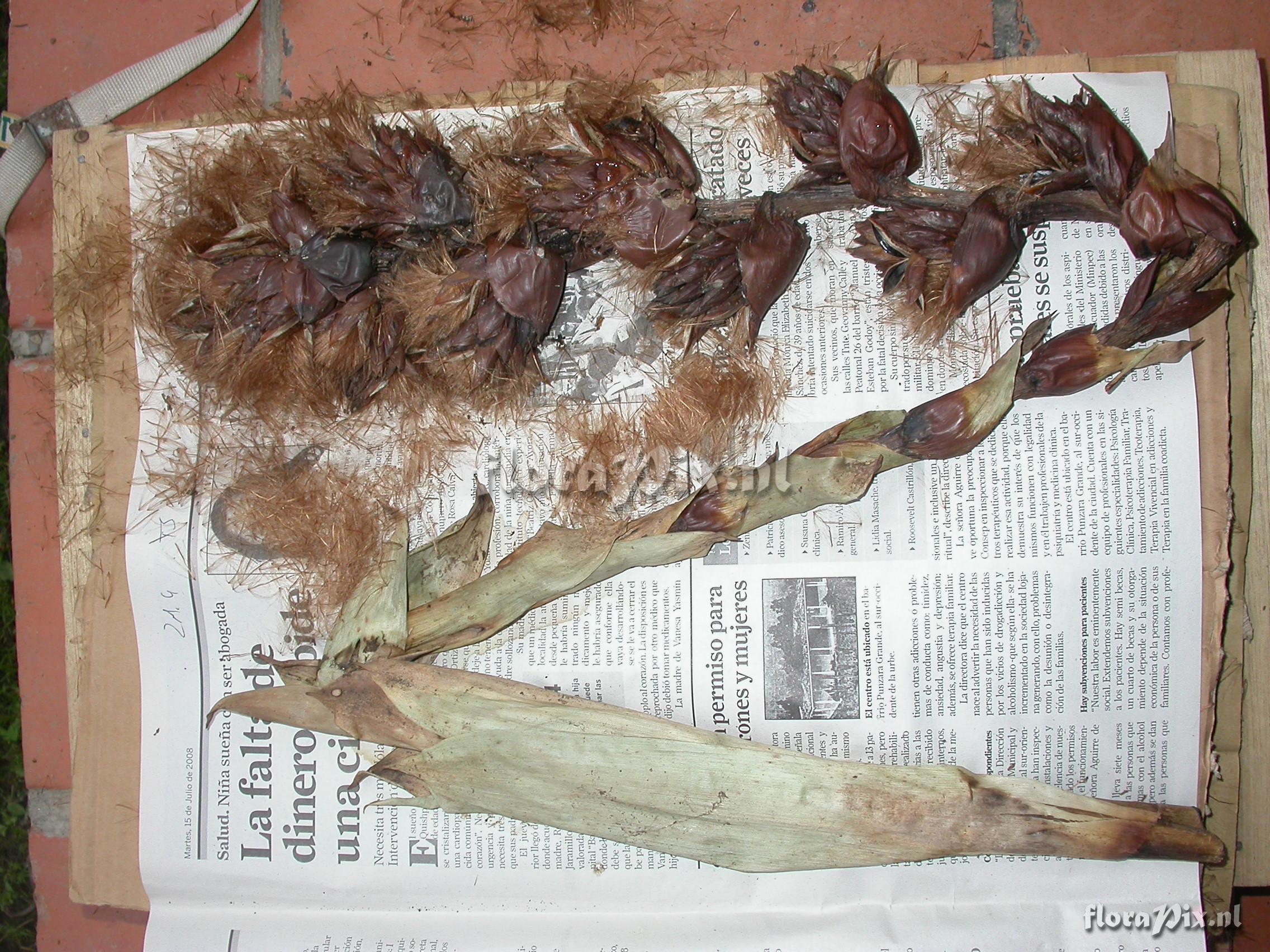 Guzmania xipholepis L.B. Sm.