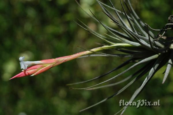 Tillandsia bagua-grandensis