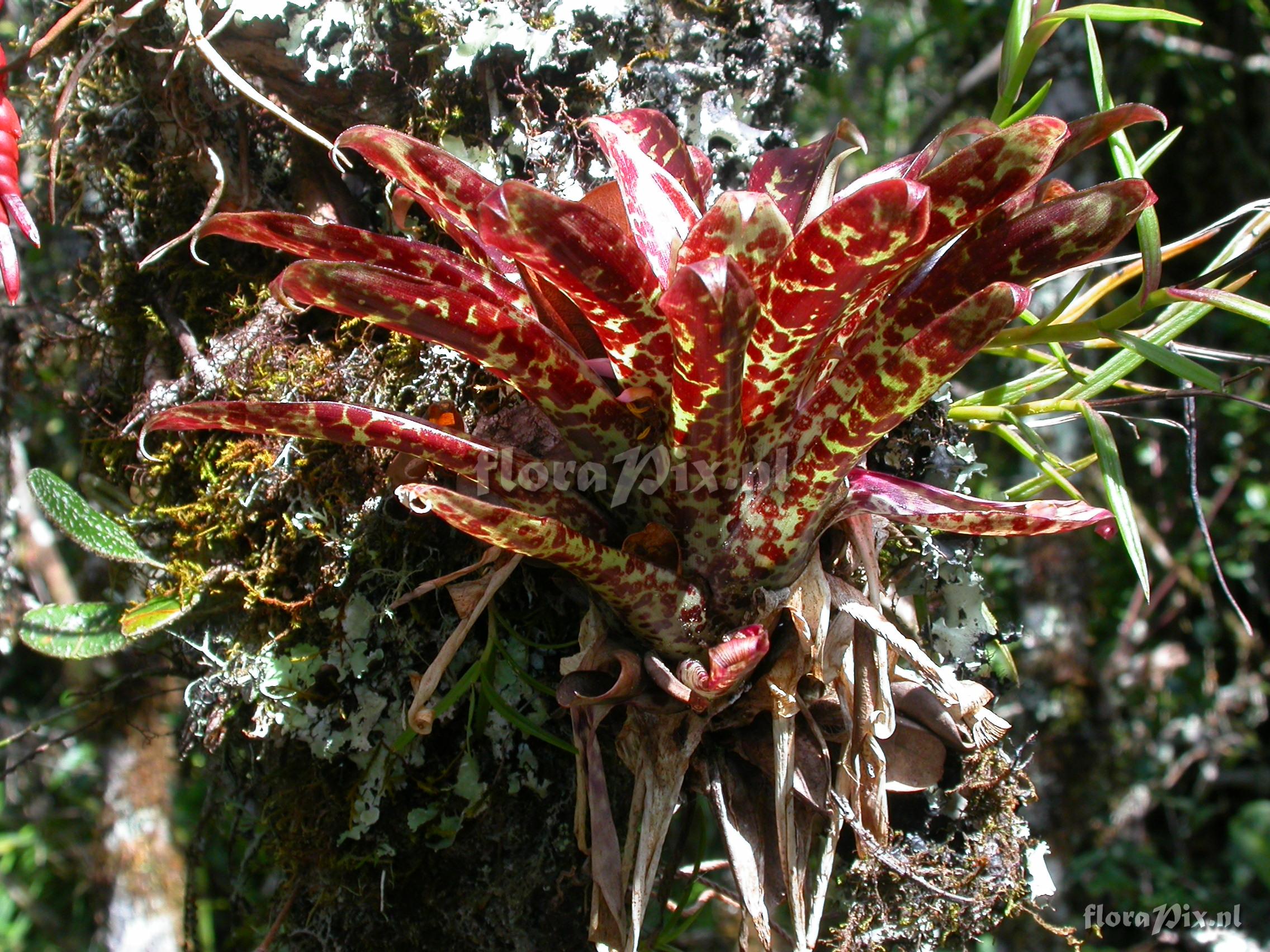 Tillandsia biflora