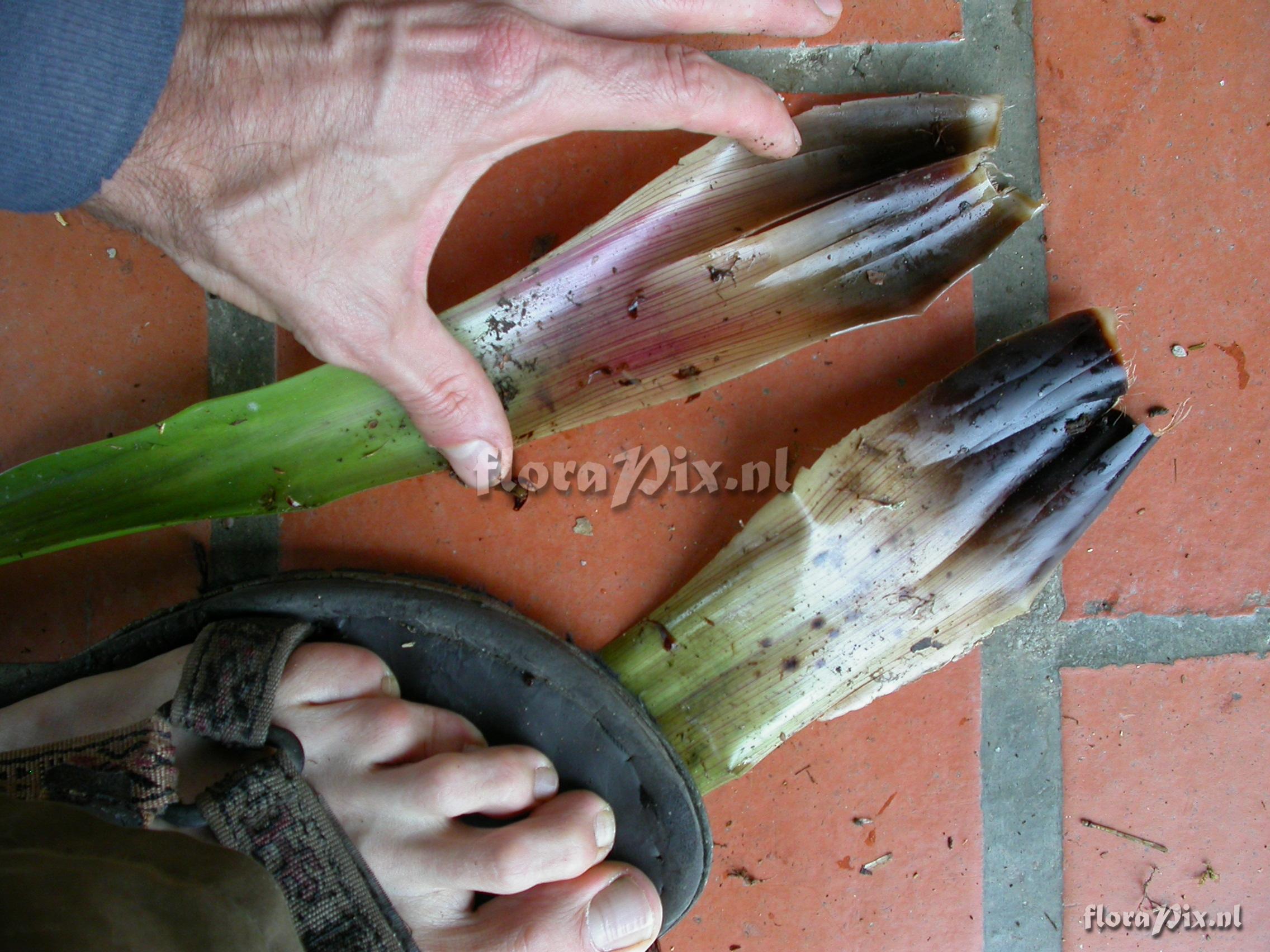 Guzmania sp. nov. 