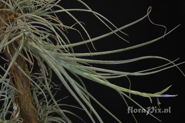 Tillandsia baileyi