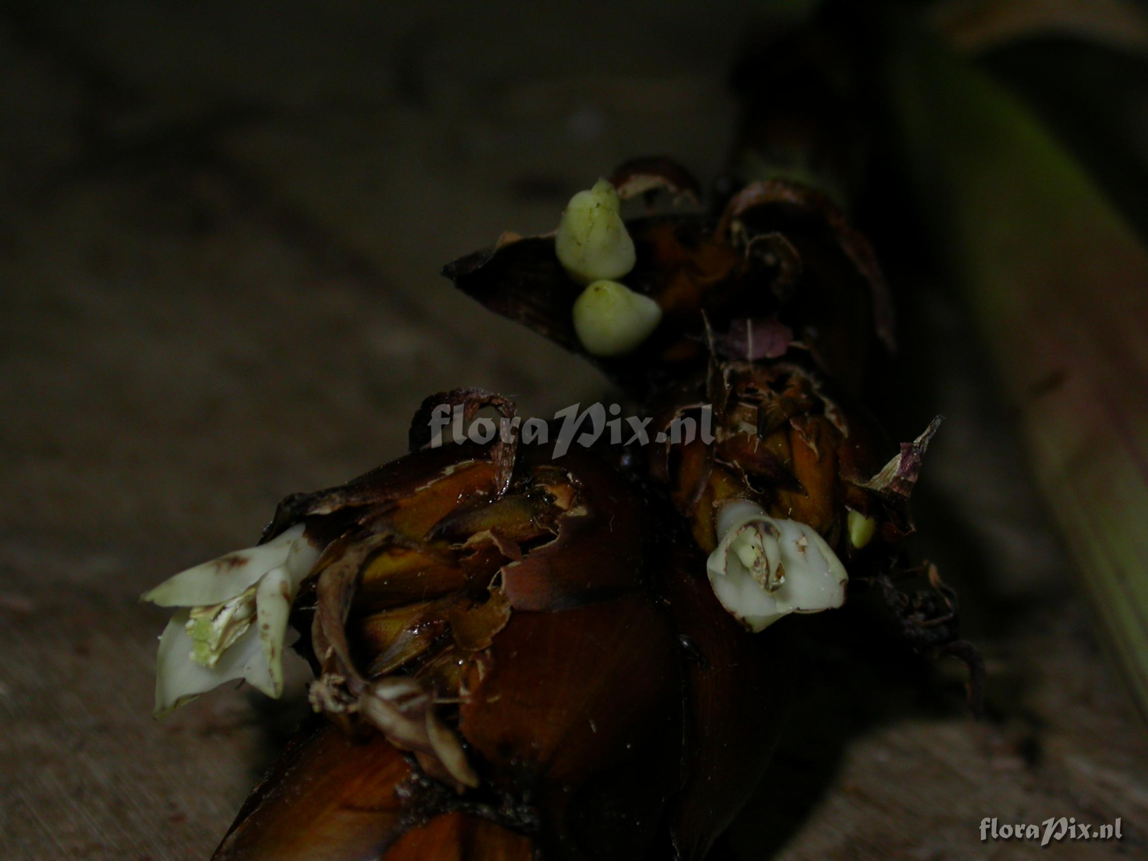 Guzmania sp. nov. 