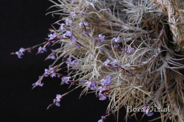 Tillandsia bandensis