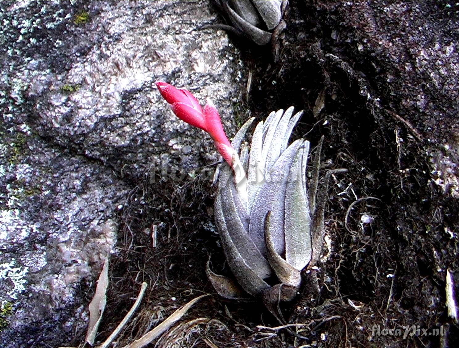 Tillandsia brachyphylla