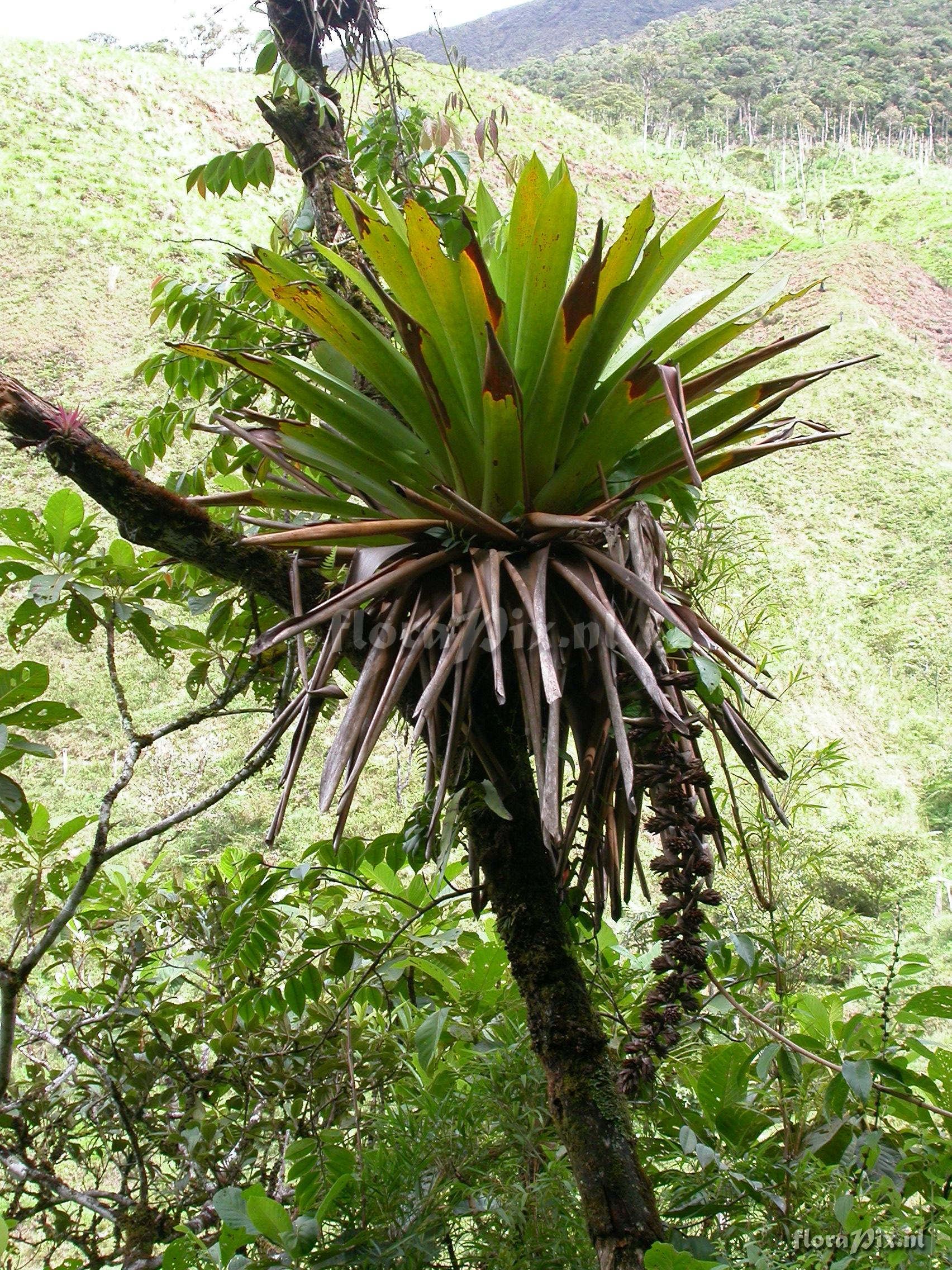 Mezobromelia capituligera