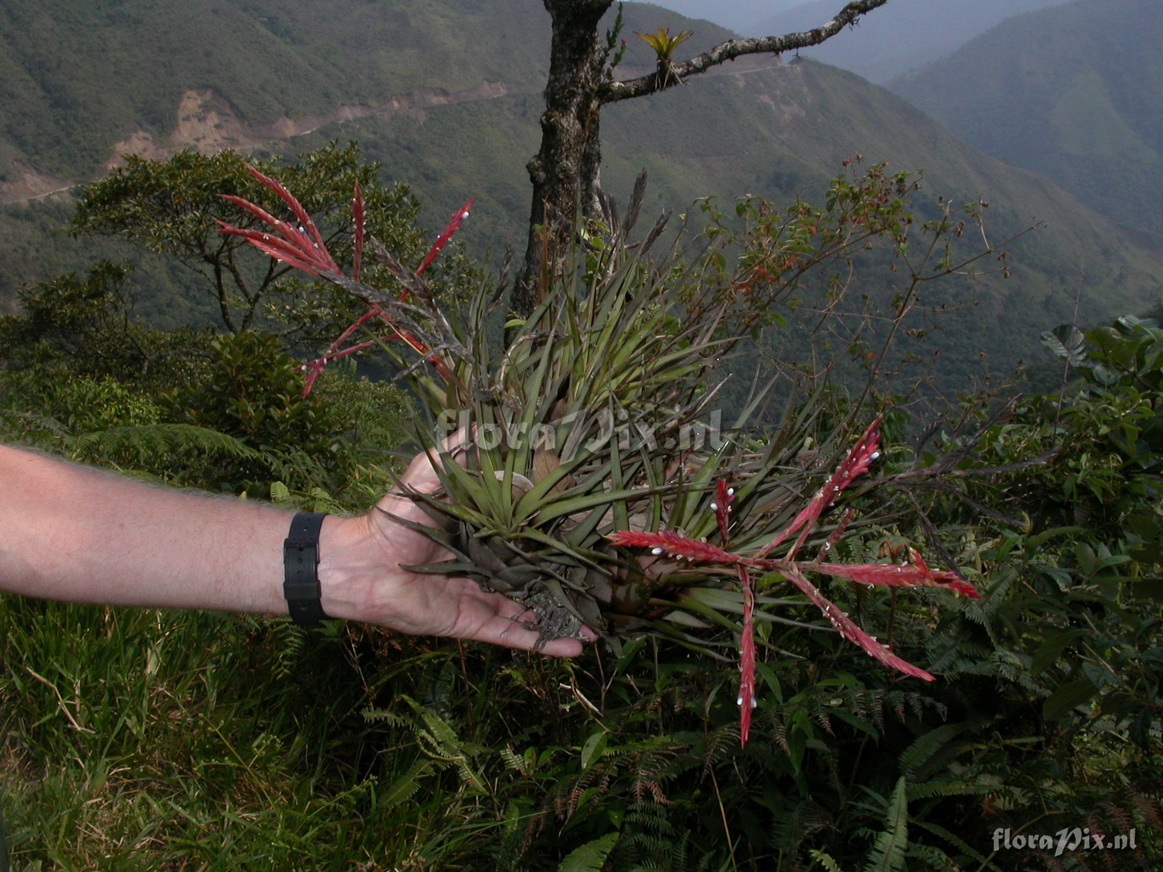 Tillandsia heterandra (Andr) L.B. Sm.