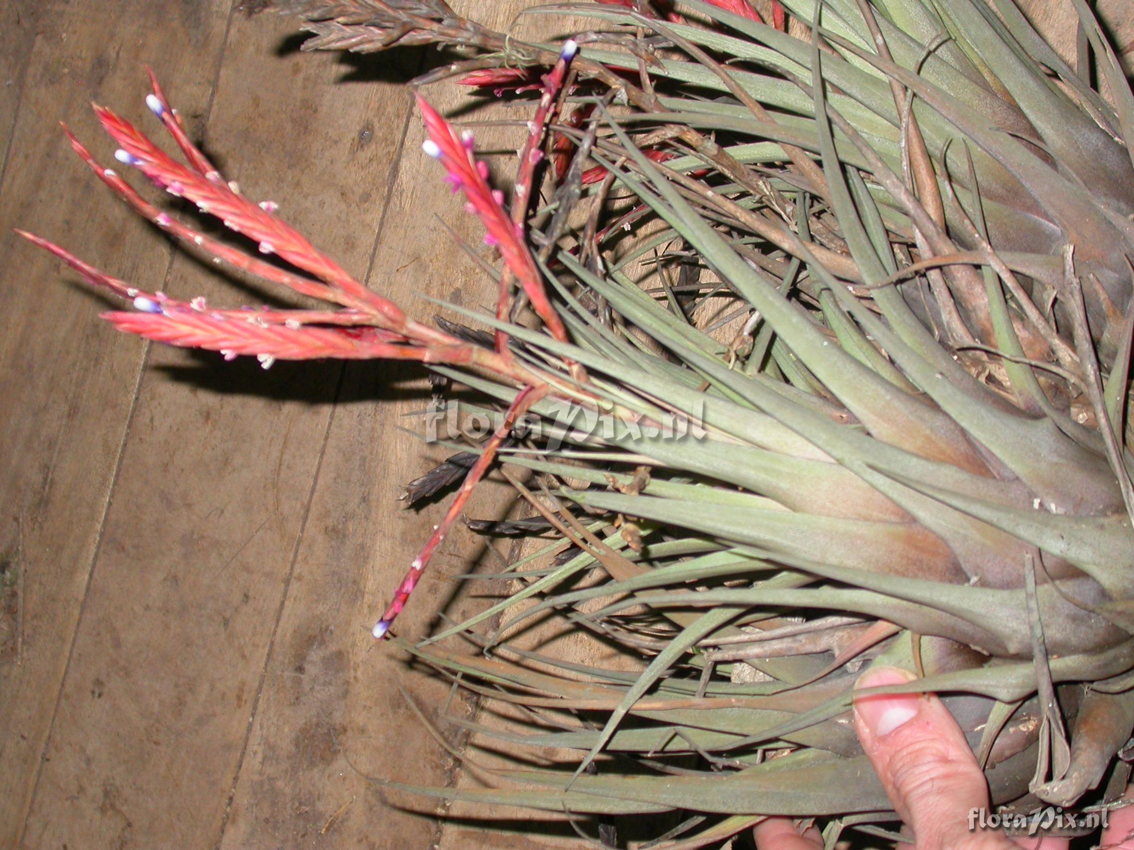 Tillandsia heterandra (Andr) L.B. Sm.