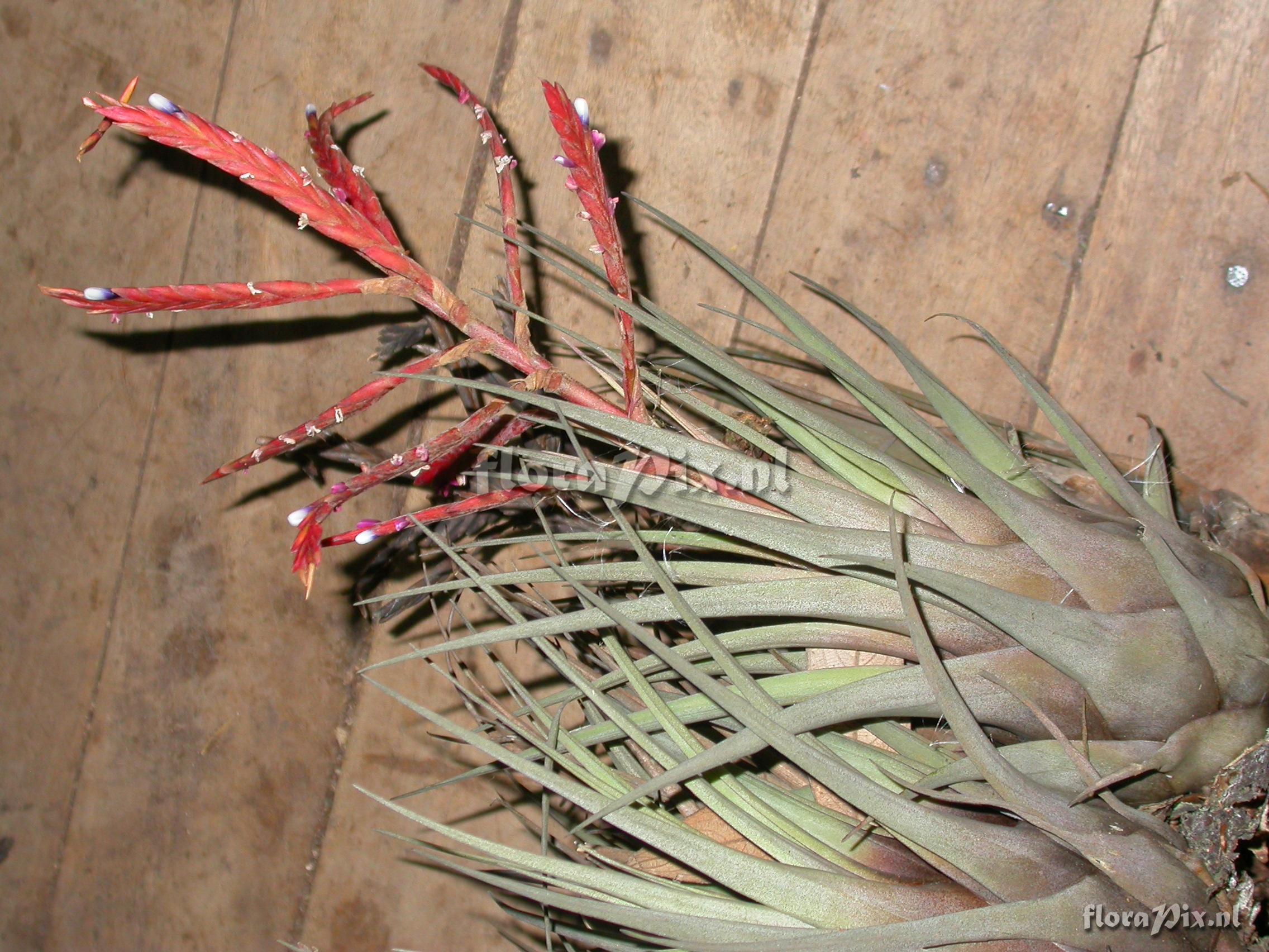 Tillandsia heterandra (Andr) L.B. Sm.