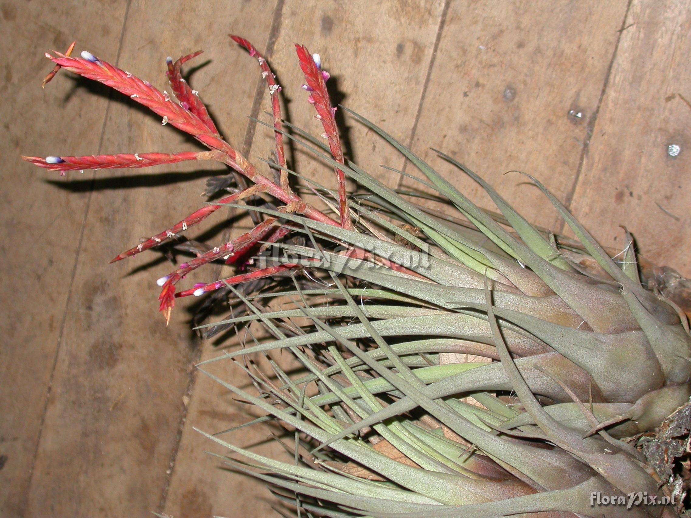 Tillandsia heterandra (Andr) L.B. Sm.