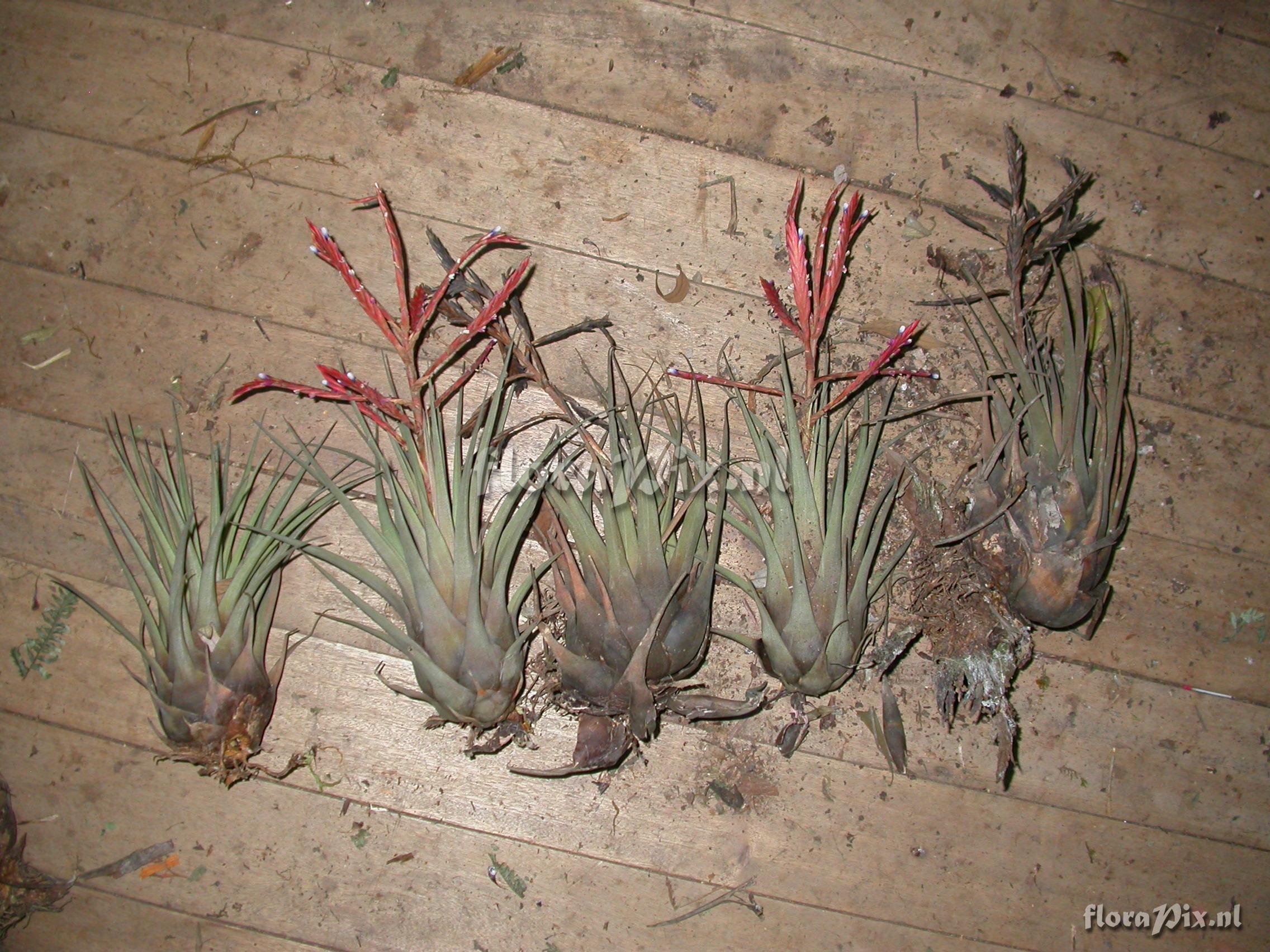 Tillandsia heterandra (Andr) L.B. Sm.