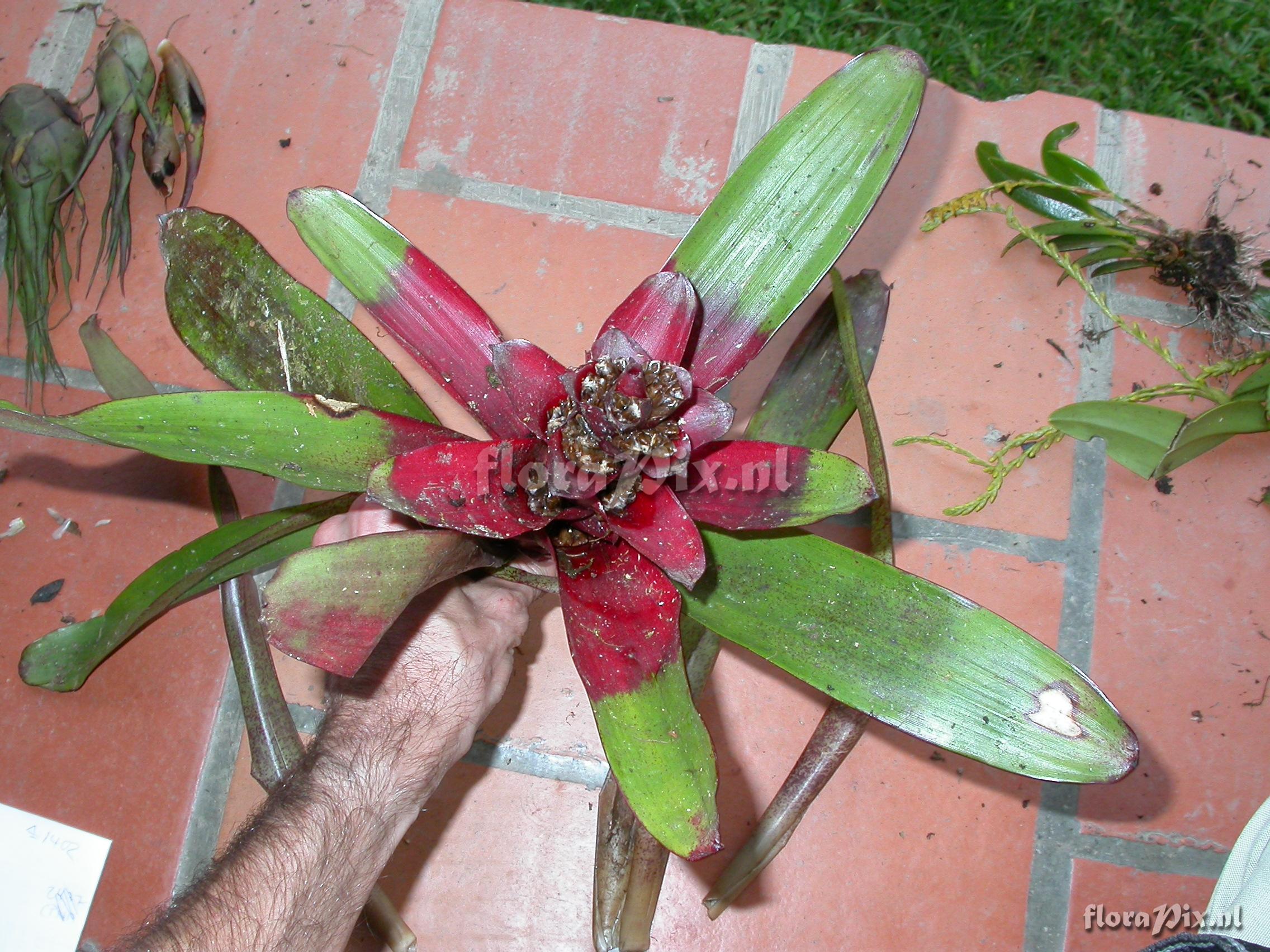 Guzmania kareniae