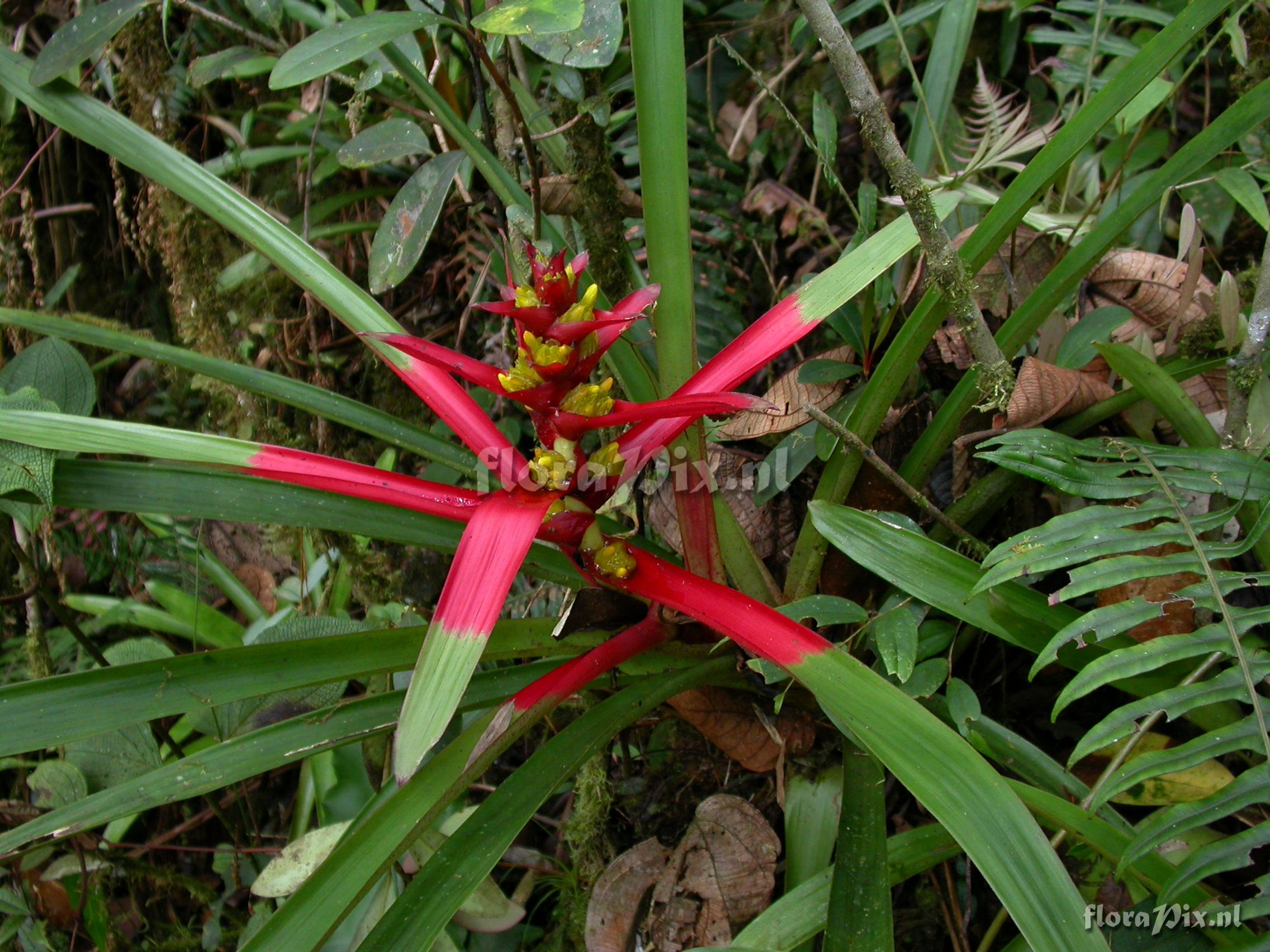 Guzmania sp- nov. 