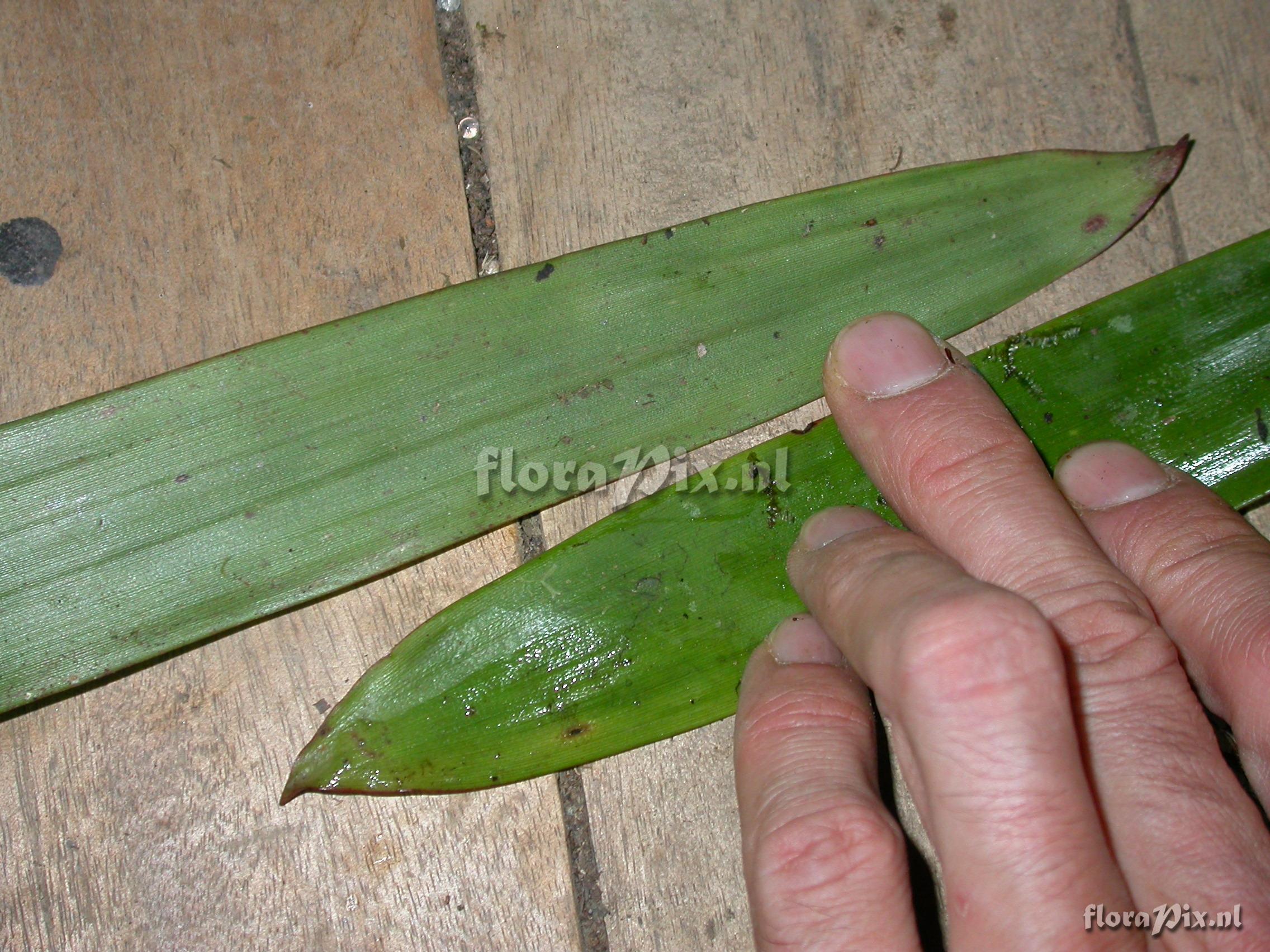 Guzmania sp- nov. 