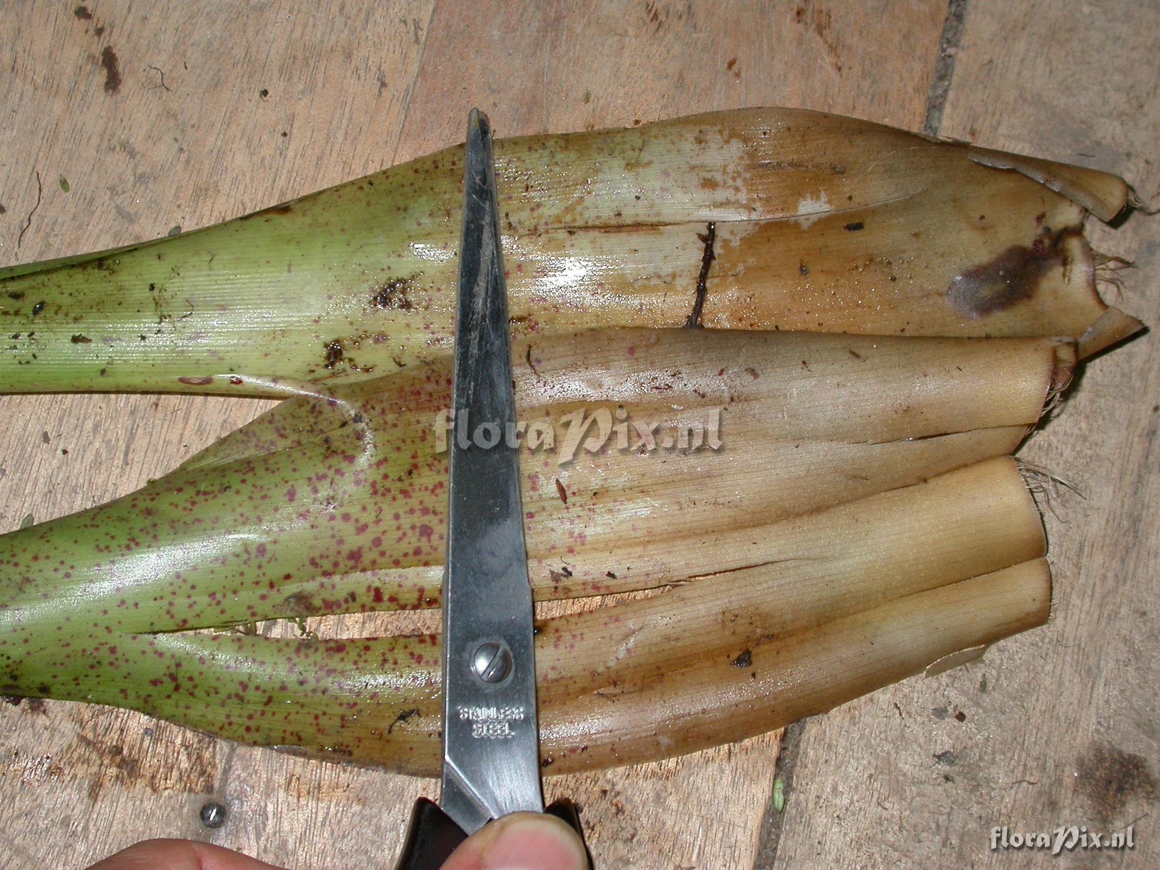 Guzmania sp- nov. 