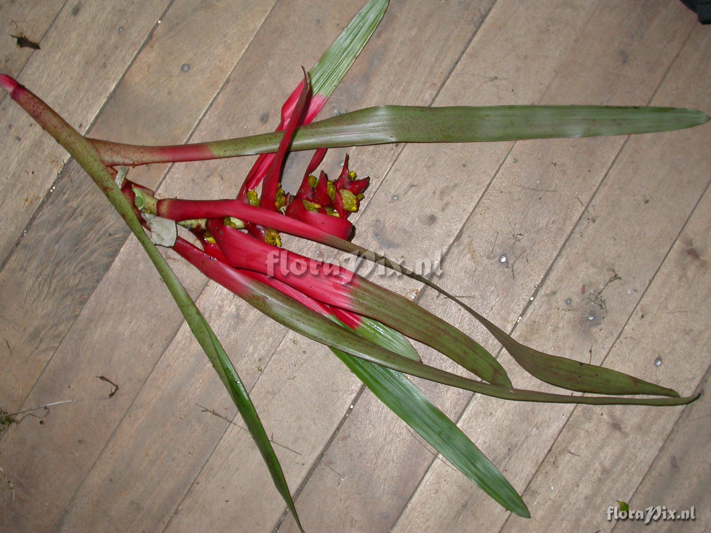 Guzmania sp- nov. 