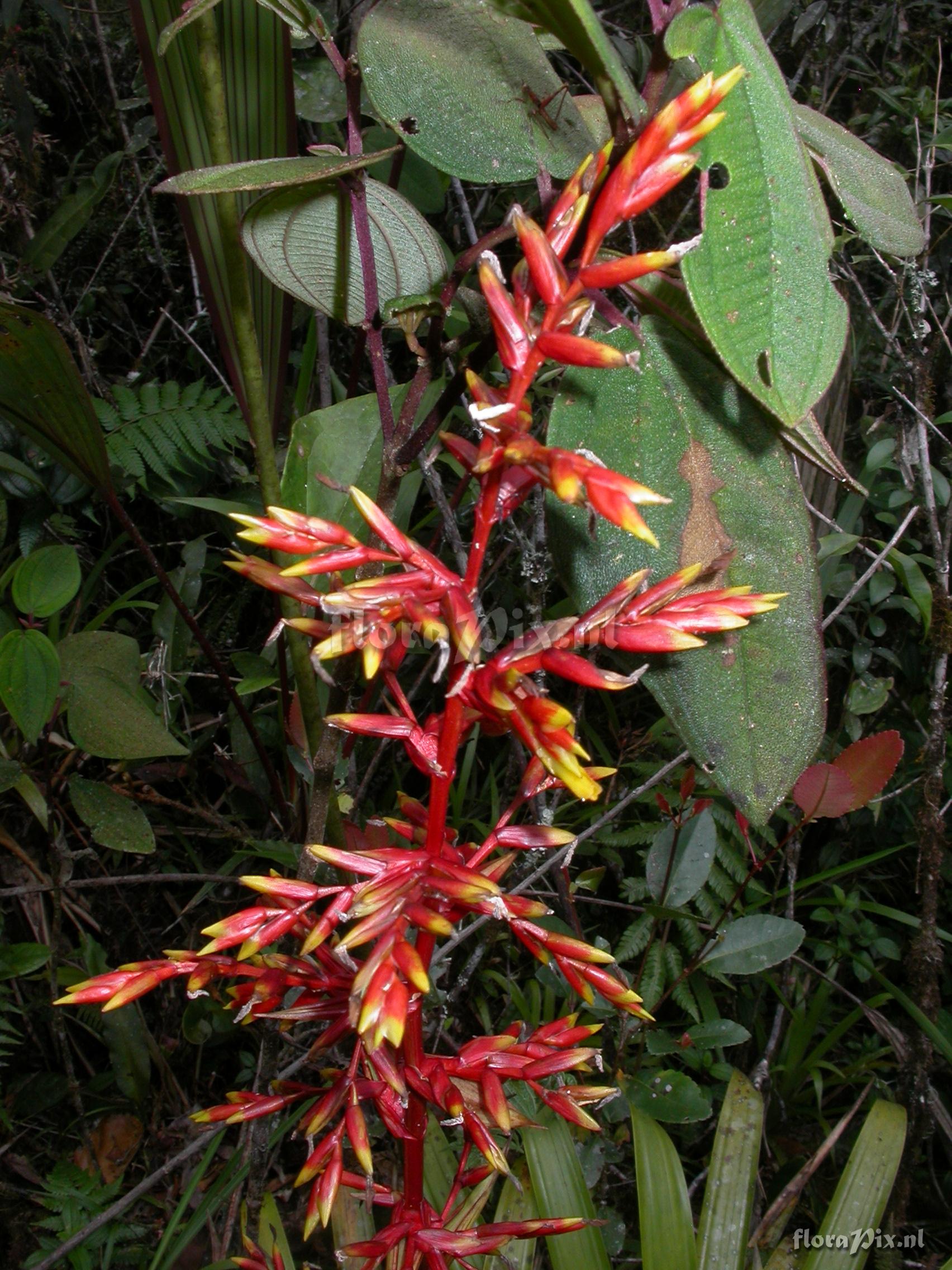 guzmania aff paniculata