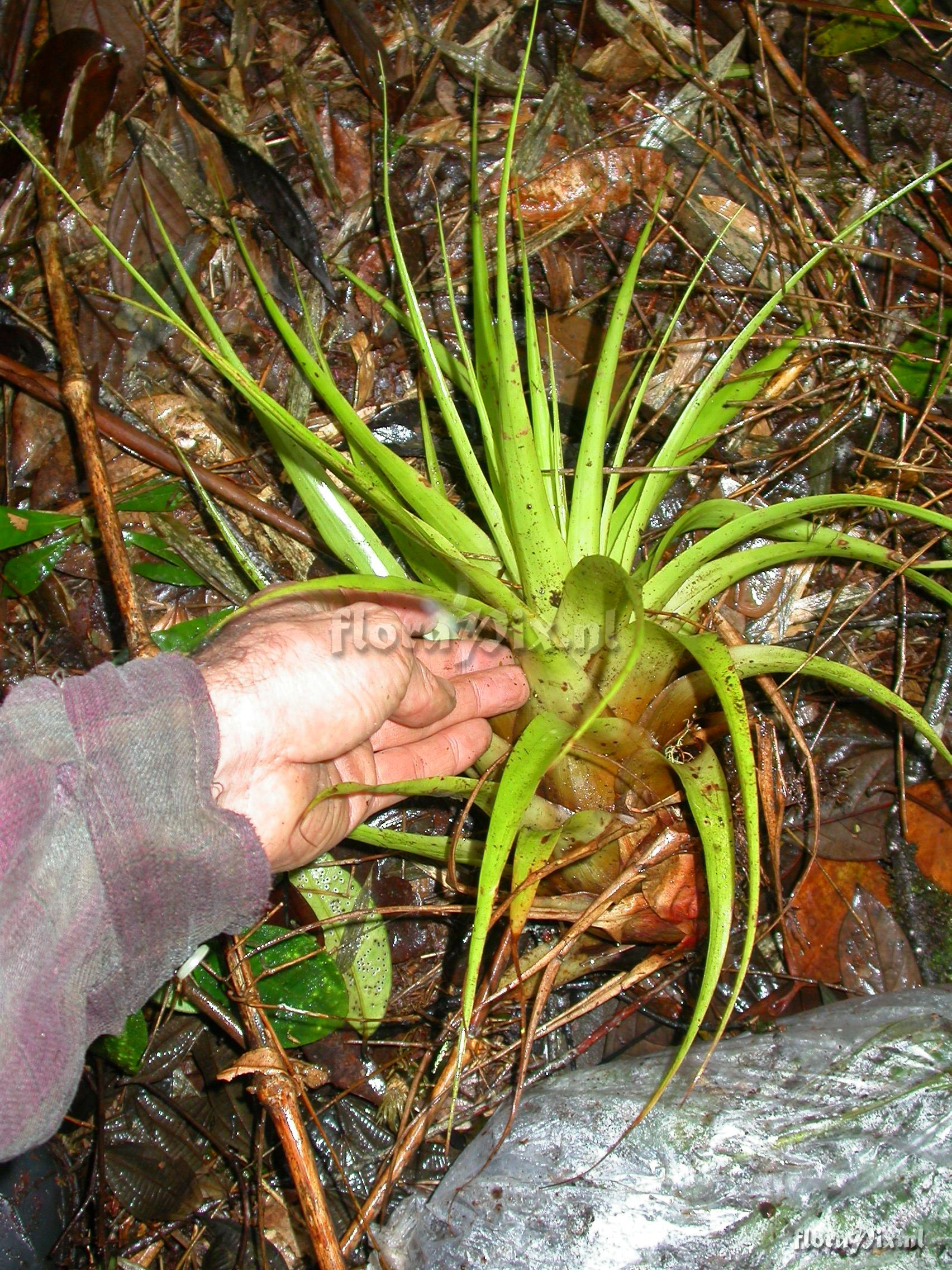 Vriesea tequendamae (Andre)L.B.Sm.